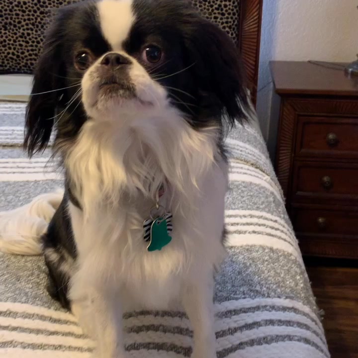 Mr. Charlie Chin singing in my office gotta love it #floridakeysbridalteam