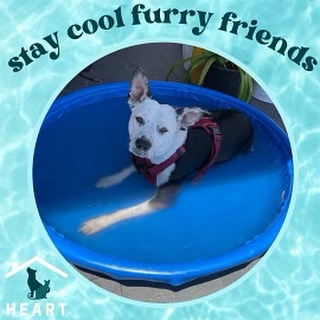 Daisy Duke wants you to stay cool like her! When activated as cooling centers, LA City's Recreation and Parks’ facilities (https://www.laparks.org/discover-facilities) are pet-friendly. Dogs must be on a leash and all pets must be accompanied by their owner at all times. Make sure to keep yourself and your pet cool during this heat!
For more on what you can do to spread the word and learn
more about keeping cool visit
My Dog Is Cool (https://mydogiscool.com/help-dogs/how-you-can-save-dogs/).