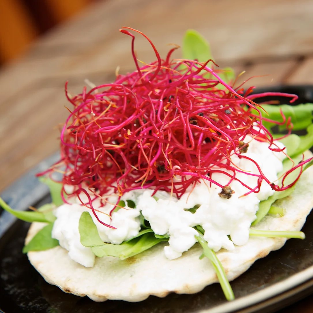 Rödbetsgroddar 💗 Mest kända för sin vackra, intensiva färg. Smaken påminner om rödbeta och groddarna passar fint i salladen, på smörgåsen eller som färgsprakande garnityr! 🌱