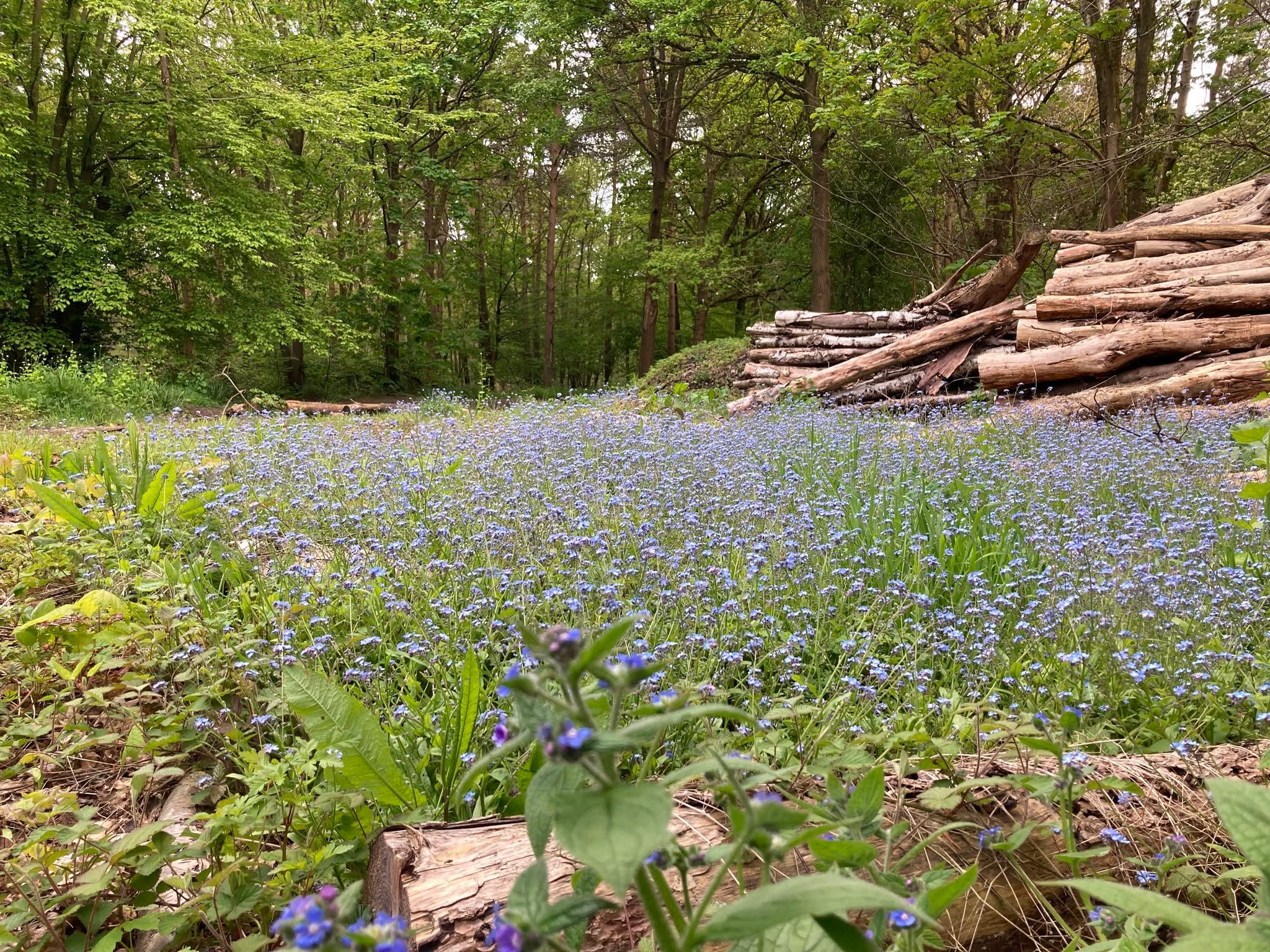 Despite our reputation for debauchery, antisocial behaviour and staying up beyond our bedtime, we at The 3 Brewers occasionally enjoy the subtler pleasures in life. And there's nothing more peaceful than a walk in the woods over the road from the brewery. Currently carpeted in bluebells, Symondshyde Great Wood is absolutely stunning, and the perfect location for a quiet stroll.
So how about a walk in the countryside this Bank Hols Weekend, followed by an absolute skinful at the brewery afterwards?*
And while we're talking walking, please check out Hertfordshire Walker, (www.hertfordshirewalker.uk) it's an incredible free resource mapping over 260 walks in our beautiful county. Walks 54 and 258 are particularly good!
In other news, we've now got doggie treats and the long promised coffee machine is going through it's final testing and will be up and running for the bank hols. It does tea too! There'll be a whole post dedicated to the weird and wonderful world of coffee soon.
Bank Hols Opening:
I've been a bit dim and booked dental fun & games on Friday morning when Matts off, so opening is a bit wonky this Friday. Opening times are:
Friday 3rd 1.30-4.00 ish
Sat 4th 11.00 - 5.00
Sun 5th 12.00 - 5.00
Mon 6th 12.00 - 5.00
Hope to see y'all soon
The 3 Bluebell lovers of St Albans
* Only joking kiddos. Drink responsibly at all times.