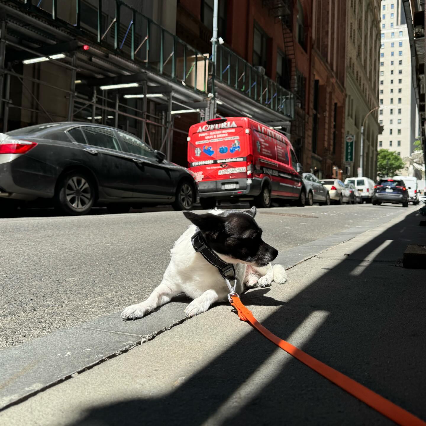 name a better way to enjoy your Wednesdayโฆ ๐
there is no better way, sunbathing is it !
๐พ
#dogwalker #nycdogcommunity #nycdogwalkers #nycdogwalking #dogsofeastvillage #dogsofwestvillage #dogsofnyc #dogsofbark #dogservices #nycdogservices #dogsoffidi #dogsoftribeca #dogsofbatteryparkcity