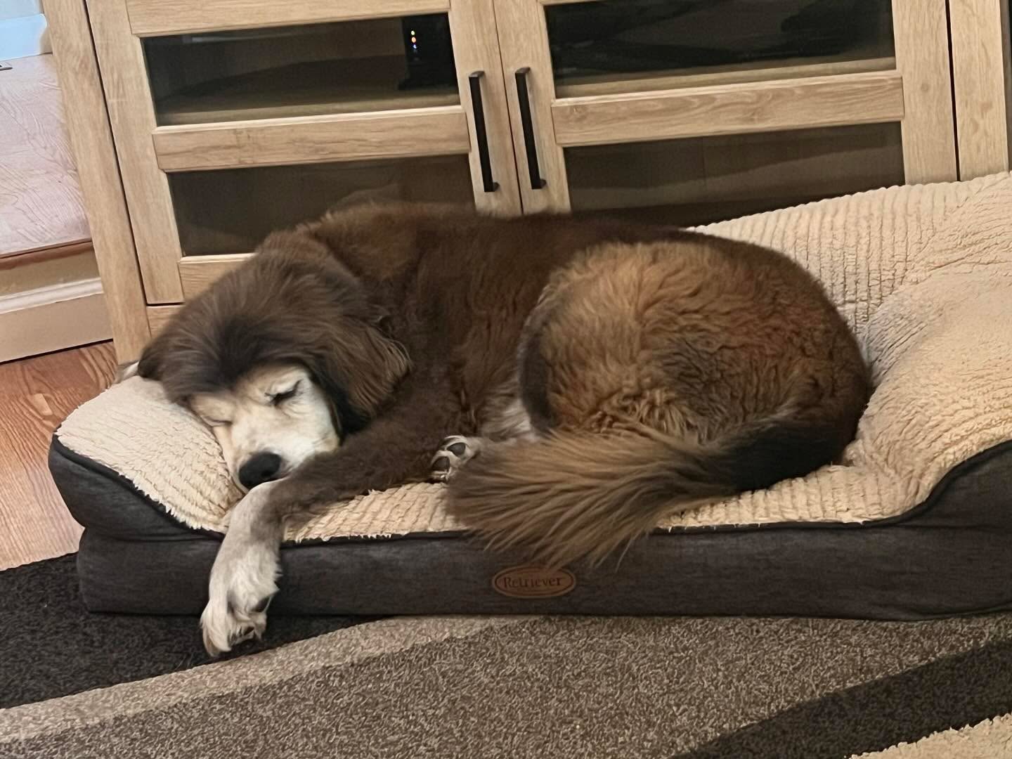 A very Happy Labor Day from retired Mussel Dogs Captain! He put in many holidays over his working years and is happy to let the younger pups take it from here.