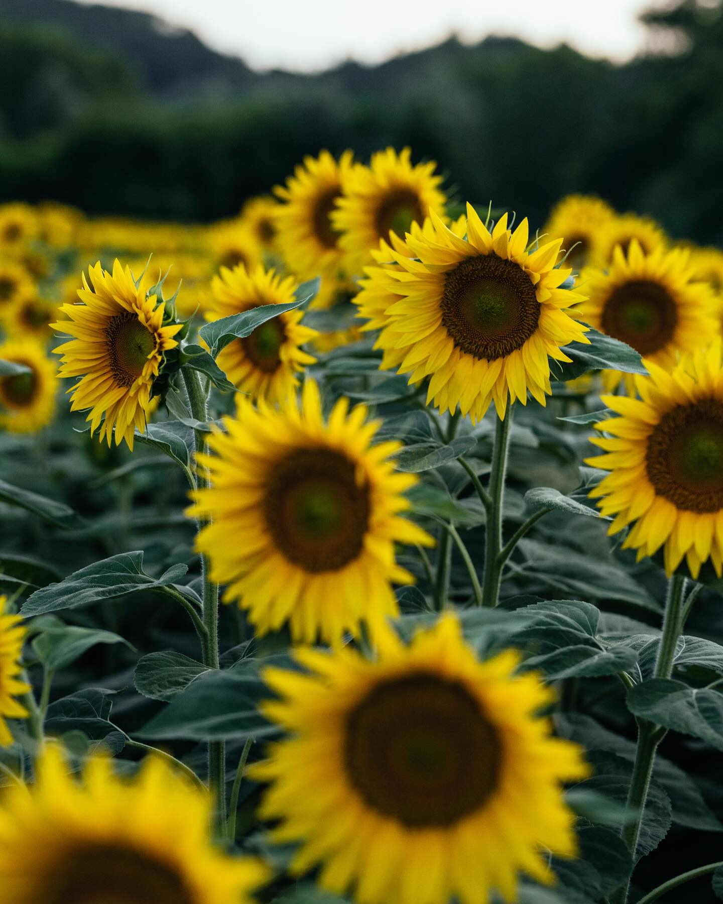 Mood board week 17 💛
•⠀⠀⠀⠀⠀⠀⠀⠀⠀
•
•
•⠀⠀⠀⠀⠀⠀⠀⠀
#italy #italien #mood #moodboard #instamood #piemonte #castellodivaglio #sunday