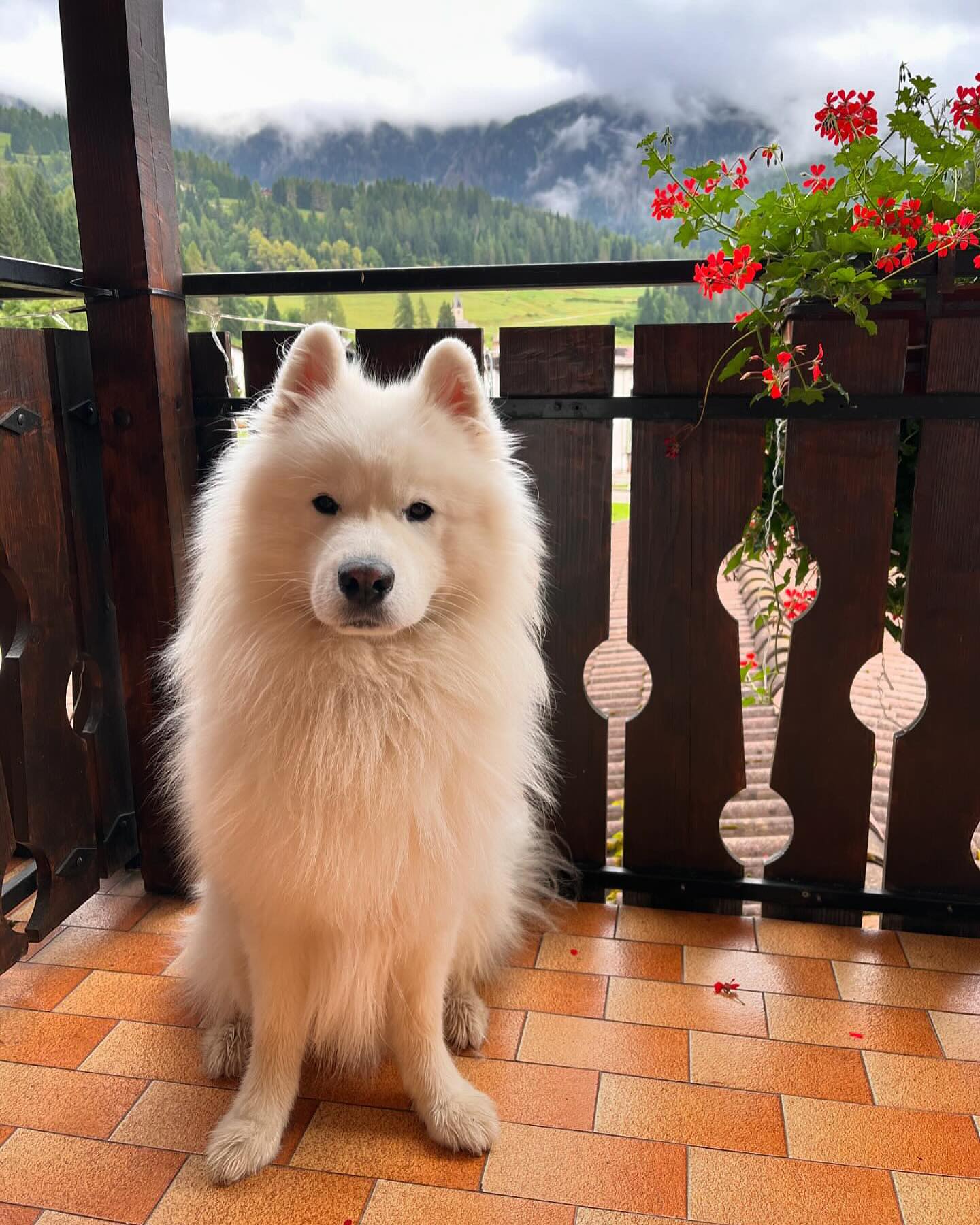 Mazinga ha condiviso le sue vacanze con noi allo ?️ @mazinga_the_samoyed