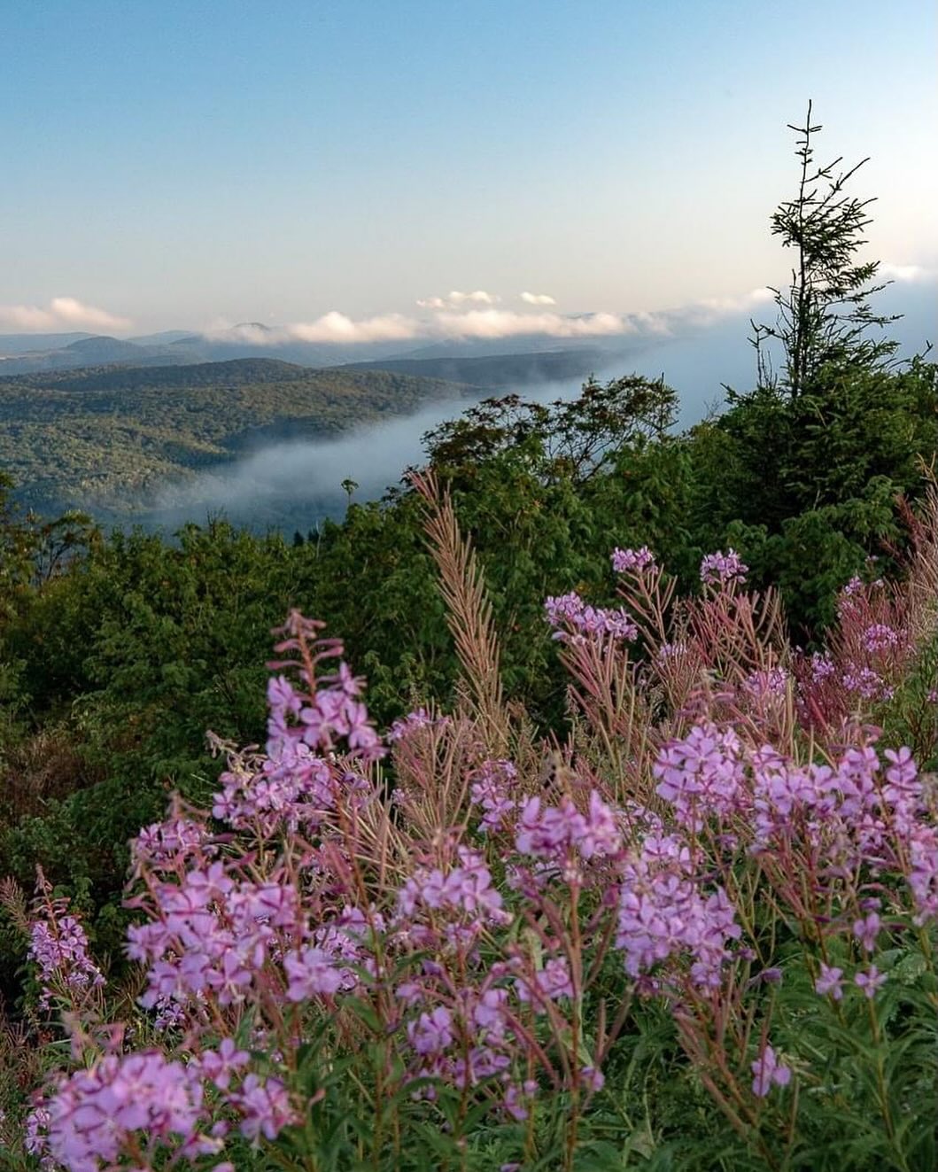 wildflowers on Spruce Knob 🌸
📷 Rick Burgess Photography