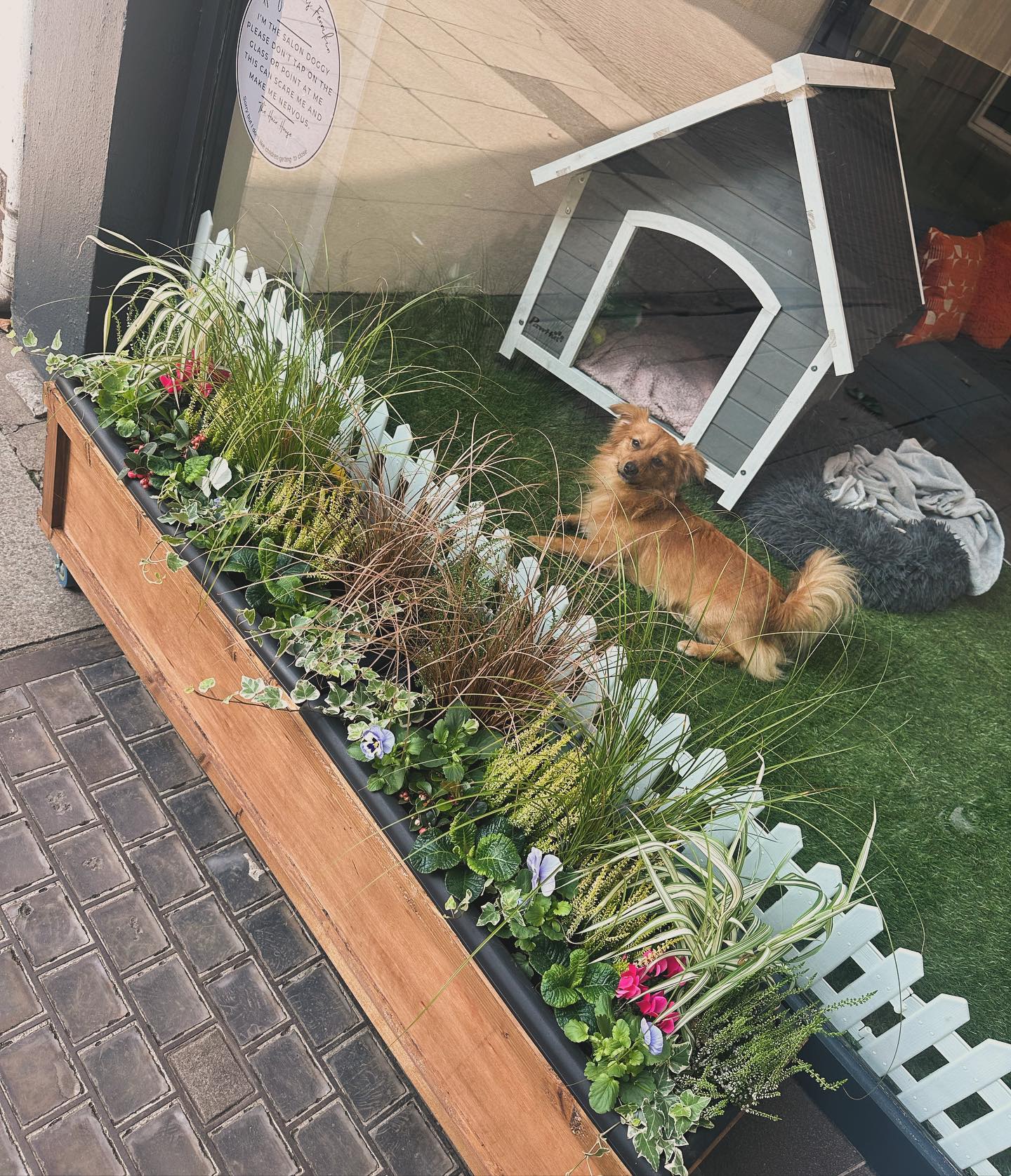 How cute are our new planters ? 🌿🐶
Plants from Darren on the market 🙏
.
.
.
#newsalon #summer #plants #salon #thehairhouse #newcastleunderlyme