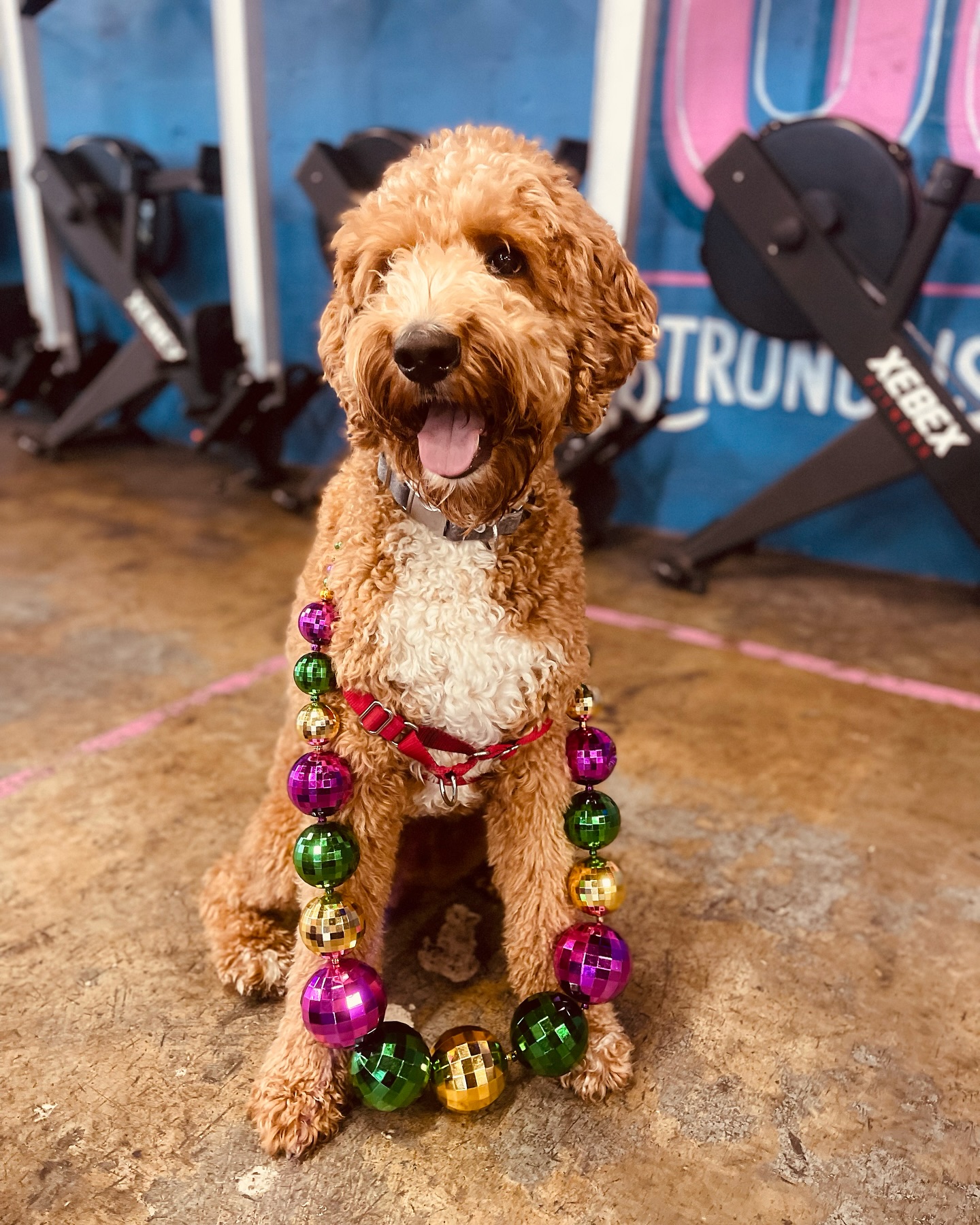 It's Tucks.
Happy Mardi Gras.
💚💛💜