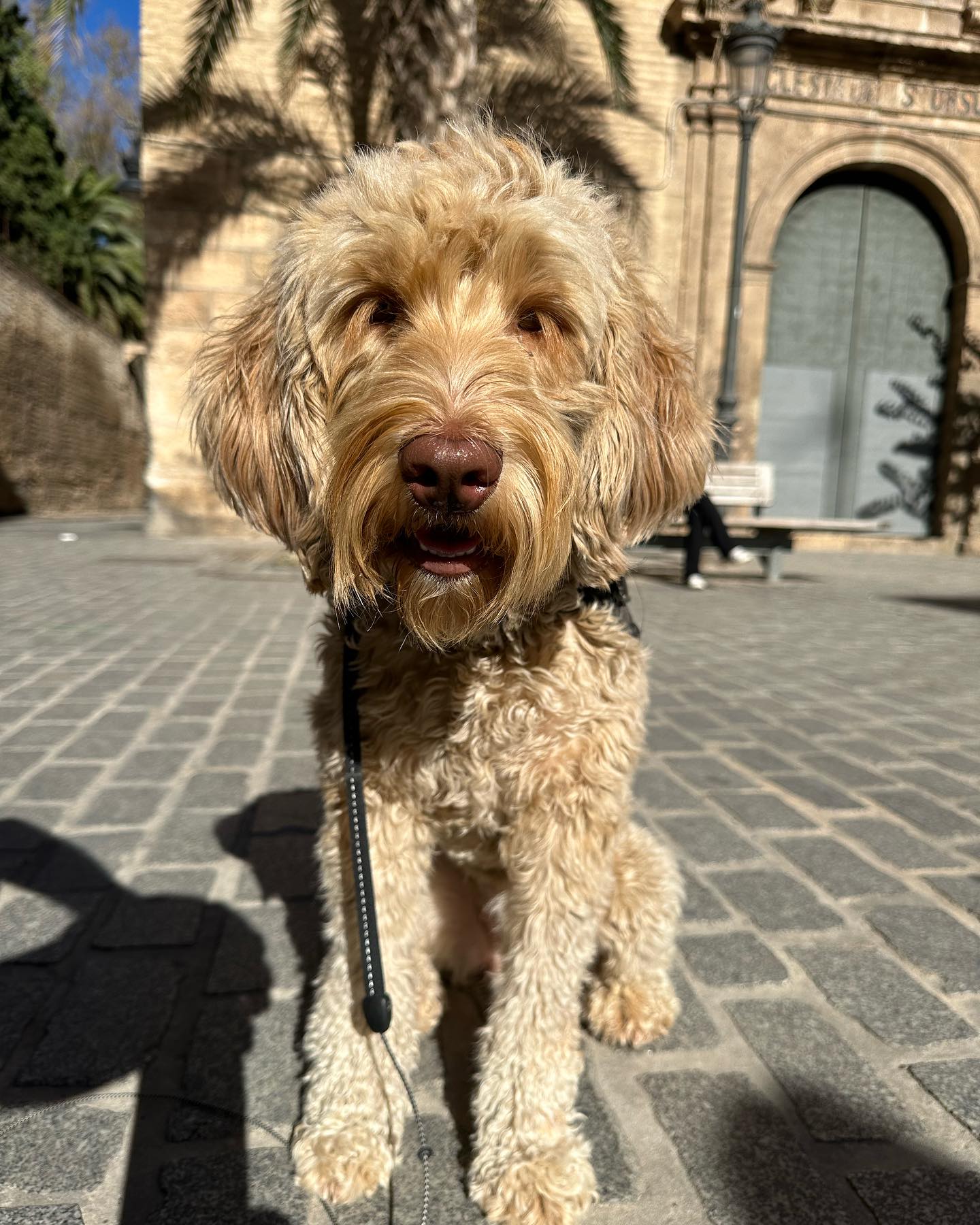 Pien in Valencia #labradoodle #valencia