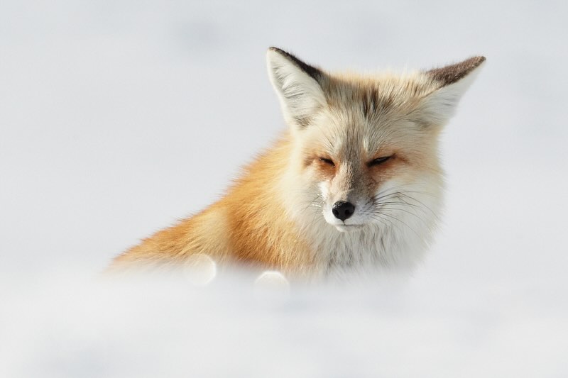 Yellowstone Red Fox in Winter #yellowstone #yellowstonenationalpark #redfox #wildlife #nature #naturephotography #wildlifeplanetphotomag #canon #travelphotography #photooftheday #winter #snow