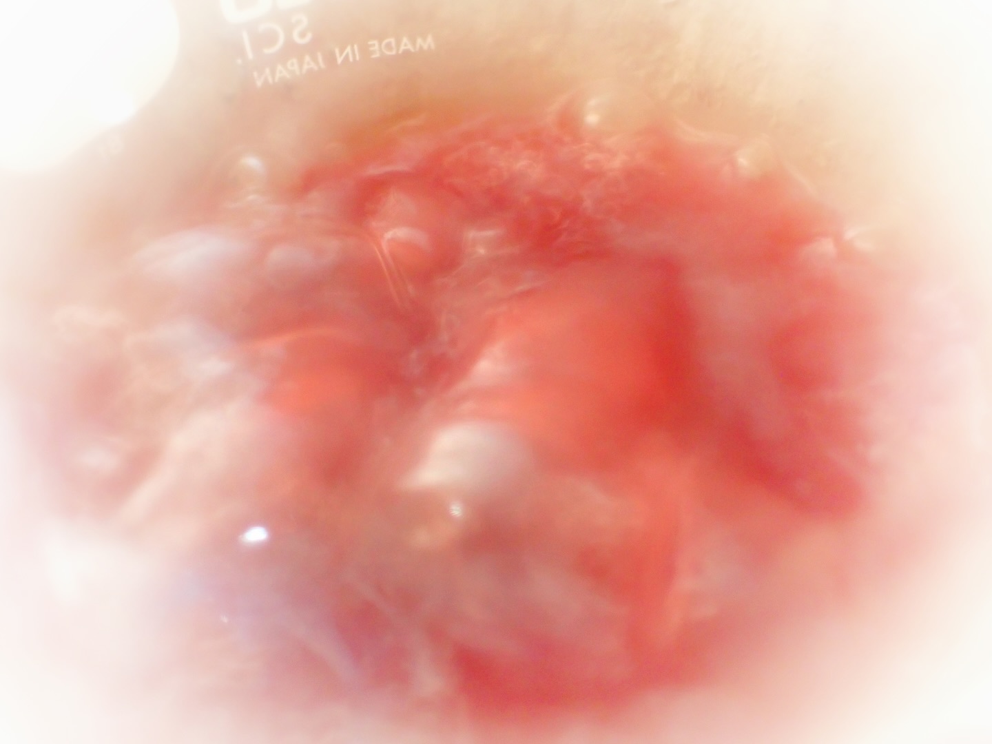 _Le fil de l’analyse
正確なアルコール度数を測るための蒸留がとても萌える美しいものでした。沸騰するワインも、ガラスの蒸留器も、その中をつたう雫も、いい。
様々な数値の分析の仕方を習いながら、いつの日にかの自分の小さな小さな分析部屋を妄想したりなんかしちゃったりして。どうしたっても法的な表示のために最小限の分析は必要なのです。
ものづくりの寂びた感じが出るような。散らかってるように見えて整ってるような。あの人の作業部屋のような。
The process of distillation, a dance of precision, was mesmerizing. The boiling wine, the glass still, the delicate drops tracing their path—it was beautiful. As I learned the ways to analyze various numbers, I found myself daydreaming of a tiny, intimate lab of my own. A place where creation wears a quiet, weathered charm, where the mess feels somehow orderly. Like their workshop, in all its imperfect perfection.
【莉蕾|ReliveWine】
岡山県高梁市でぶどう農家をしている @itsuki_ll が、ワインの風景を歩んでいく日々を記録。現在樹齢と研修一年目。蕾から美しい花が生まれるように、いつの日か、この日々が、ワインやその先の風景に繋がっていくようにという祈りを込めて「莉蕾(りらい)」と名付けた。
@relivewine with @itsuki_ll documents the daily life of a grape farmer in Takahashi City, Okayama, Japan, as they walk alongside wine. Currently in the first year of both vine age and training, the hope is to one day create grapes and wines that evoke the memory of the landscape. With a prayer that this will eventually lead to an unrecognizable landscape, the endeavor was named "ReliveWine".
#ワイン #農家 #醸造 #ぶどう #農業 #自然 #秋田犬 #甲斐犬 #岡山 #日本の風景 #Wine #Winemaking #Grapes #Farming #Nature #Akita #KaiKen #JapaneseLandscape #Vin #Vinification #Raisin #Agriculture #ChienAkita #ChienKai