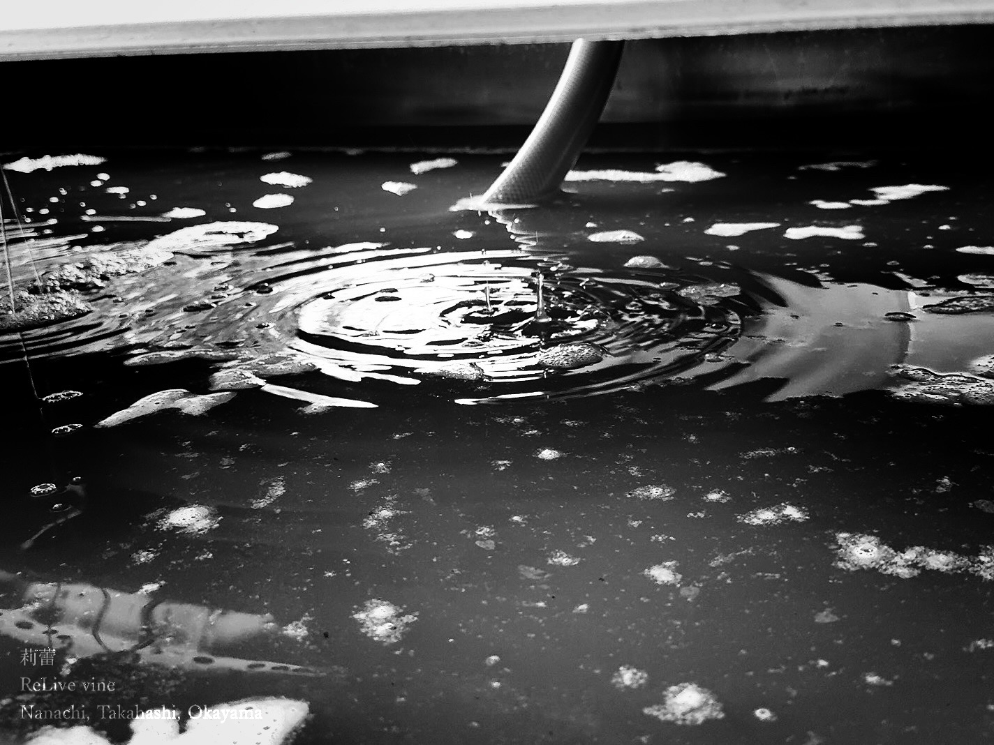 _Préparer les Poires et les Noms
梨の仕込み!梨で作る果実酒も、初めて知ることが沢山あって、面白かった。
そういえば、ぶどう以外で作った果実酒を、「いちごワイン」とか、「梨ワイン」とか、ワインと付けて呼ぶことについて、
「それって、海外の人が米以外で作ったお酒を日本酒ですって言ってるようなもんだよ」
って言われて、あははって思った。
更に言えばぶどうはぶどうでも、ワイン用のものと生食用のものは品種が違う場合が多いのだけれど、日本には生食用の品種で作ったワインも存在する。そうしたワインはワイン界では「邪道」になってしまうけれど、ワイン以外の呼び方があればスッキリするのにって、よく妄想しています。
Preparing pears! Making pear liqueur was fascinating, with so much to learn.
It’s like calling strawberry or pear wine “wine”—akin to foreigners calling any grain-based alcohol “Nihonshu.” Even table grapes become wine in Japan, often frowned upon in the wine world. I wish there was a term for these unique creations.
【莉蕾|ReLive vine】
岡山県高梁市でぶどう農家をしている @itsuki_ll が、ワインの風景を歩んでいく日々を記録。現在樹齢と研修一年目。蕾から美しい花が生まれるように、いつの日か、この日々が、ワインやその先の風景に繋がっていくようにという祈りを込めて「莉蕾(りらい)」と名付けた。
ReLive vine with @itsuki_ll documents the daily life of a grape farmer in Takahashi City, Okayama, Japan, as they walk alongside wine. Currently in the first year of both vine age and training, the hope is to one day create grapes and wines that evoke the memory of the landscape. With a prayer that this will eventually lead to an unrecognizable landscape, the endeavor was named "ReLive vine".
#ワイン #農家 #醸造 #ぶどう #農業 #自然 #秋田犬 #甲斐犬 #岡山 #日本の風景 #Wine #Winemaking #Grapes #Farming #Nature #Akita #KaiKen #WineProduction #JapaneseLandscape #Vin #Vinification #Raisin #Agriculture #ChienAkita #ChienKai #ProductionDeVin