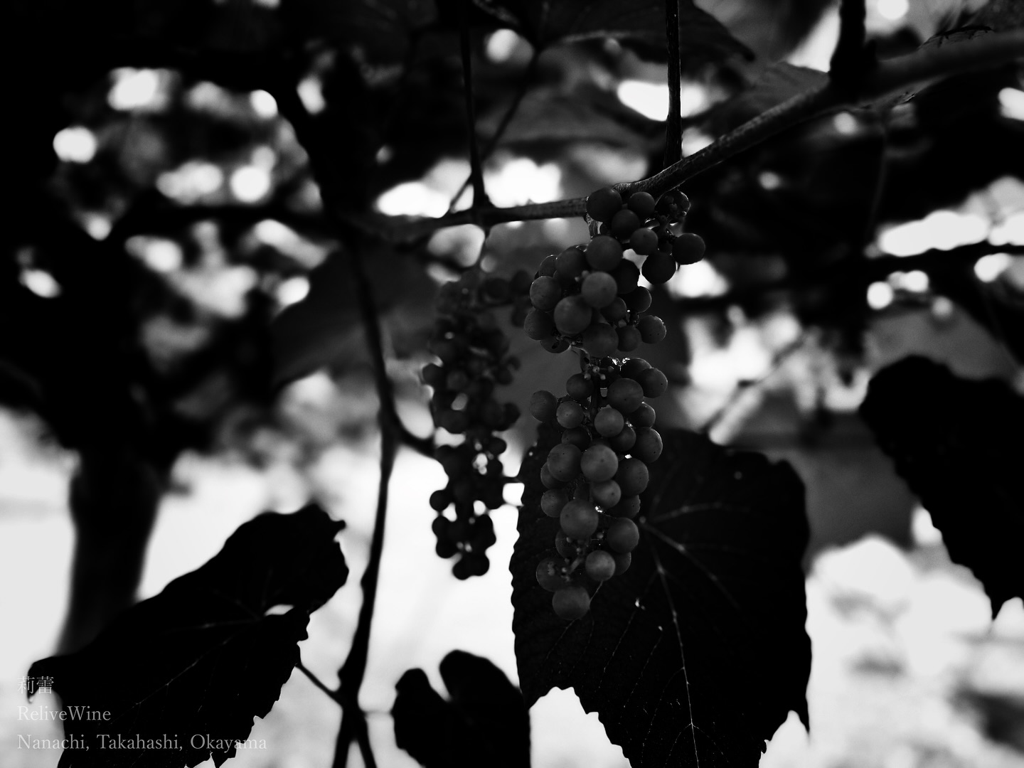 _Pluie sur Yamabudou.
梅雨時期の山ぶどうの房です。山ぶどうは何も加えなくても樹勢がとても強く、枝は既に地面に着いて這っています。雄木と雌木があるので、人工授粉させないと実がなりずらいみたいです。ちなみにこの房は人工授粉ではなく虫媒介の自然受粉で生まれた房です。
The clusters of mountain grapes during the rainy season thrive with unyielding vigor, their branches already trailing upon the ground. With both male and female vines, fruiting can be rare without hand pollination. Yet, this cluster, born of nature's own winged couriers, stands testament to the power of natural pollination.
【莉蕾|ReLive vine】
岡山県高梁市でぶどう農家をしている @itsuki_ll が、ワインの風景を歩んでいく日々を記録。現在樹齢と研修一年目。蕾から美しい花が生まれるように、いつの日か、この日々が、ワインやその先の風景に繋がっていくようにという祈りを込めて「莉蕾(りらい)」と名付けた。
ReLive vine with @itsuki_ll documents the daily life of a grape farmer in Takahashi City, Okayama, Japan, as they walk alongside wine. Currently in the first year of both vine age and training, the hope is to one day create grapes and wines that evoke the memory of the landscape. With a prayer that this will eventually lead to an unrecognizable landscape, the endeavor was named "ReLive vine".
#ワイン #農家 #醸造 #ぶどう #農業 #自然 #秋田犬 #甲斐犬 #岡山 #日本の風景 #Wine #Winemaking #Grapes #Farming #Nature #Akita #KaiKen #WineProduction #JapaneseLandscape #Vin #Vinification #Raisin #Agriculture #ChienAkita #ChienKai #ProductionDeVin