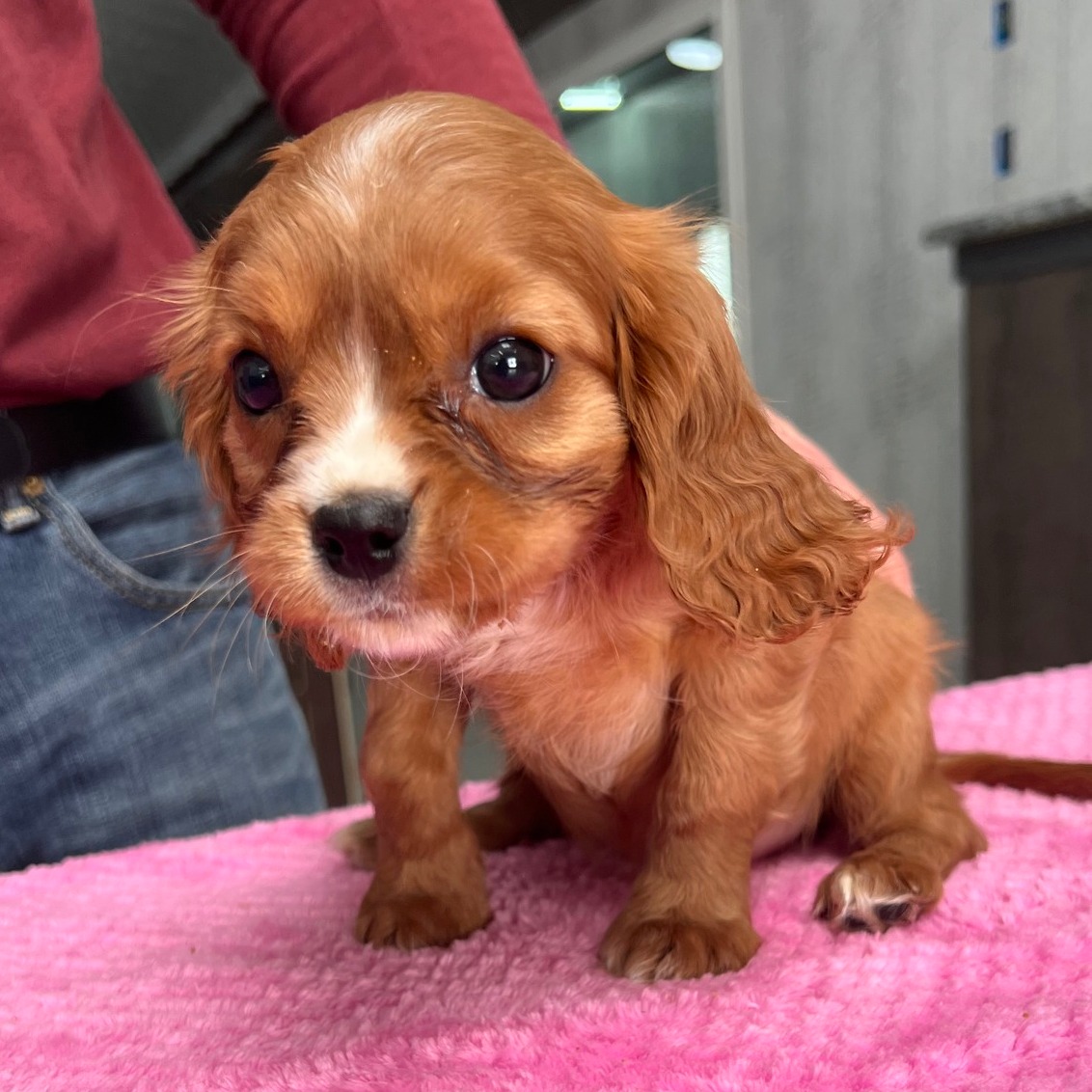 Thinking About Getting a Puppy? Read This First!
Puppies are cute, cuddly, and full of love—but they’re also a big responsibility! Before bringing home your new furry friend, ask yourself:
✔️ Do I have the time for training, play, and cuddles?
✔️ Am I ready for the messes, chewed shoes, and 3 AM potty breaks?
✔️ Can I provide the love and care a dog needs for a lifetime?
If your answer is YES—then get ready for the most rewarding, tail-wagging adventure of your life!
You can check out this sweet guy and his friends on our website https://prestigepets.net