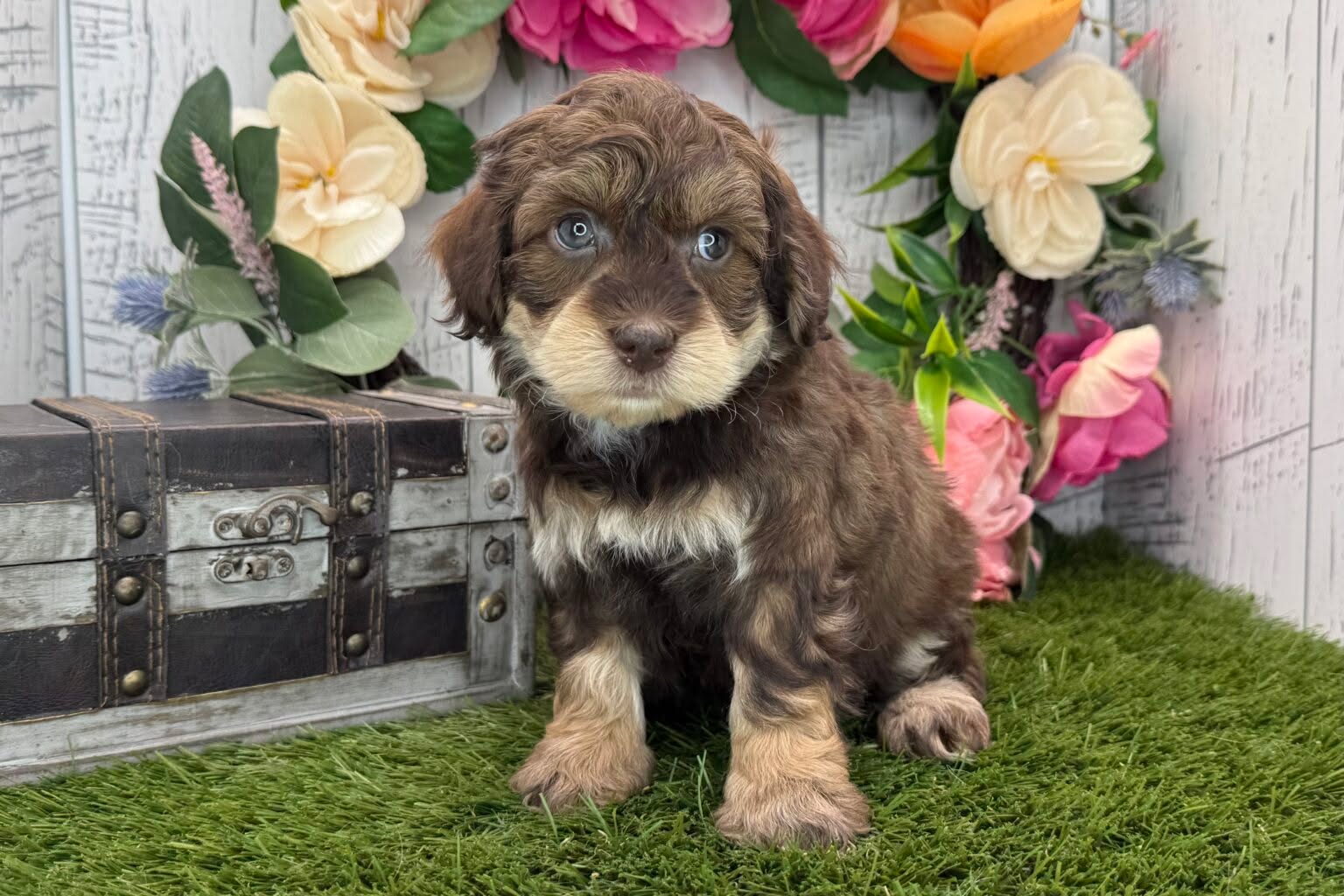 Meet Garret!
Hey there, There is one thing I would love to have more than anything in this world. Do you think you might know what that is? It’s a human! I have heard about these humans and how you need to care for them daily and shower them with love. I have also heard about the tiny humans that you have to protect and keep safe at all times. It sounds like something I was made to do, protect them and love them every day! Would you make me the happiest pup and be my human?
You can learn more about Garret and his friends at prestigepets.net