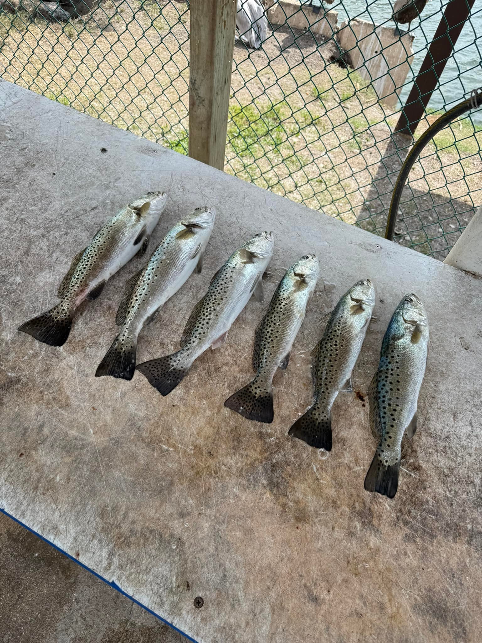 Catching season has arrived, let's go fishing!
Slobbyjoecharters.com