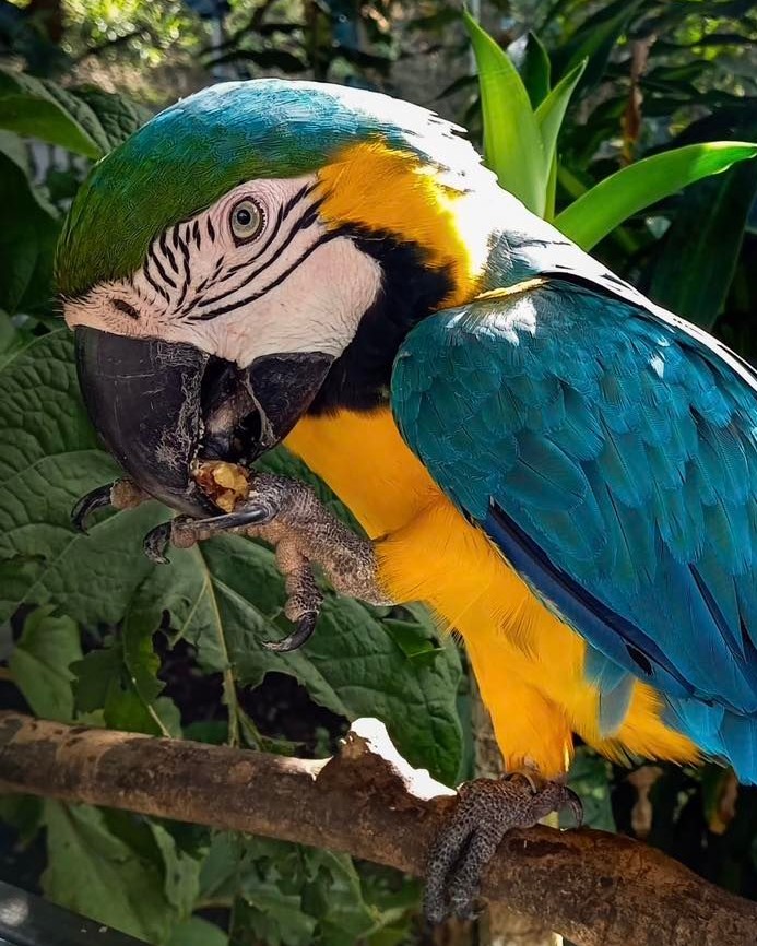 This is not a #halloweencostume or #mask 😂 This is Machu, 1/2 resident Blue-Gold Macaws and yes they naturally look this #Fabulous everyday 💋 Each bird of this species has a unique stripe pattern on the face and can be used to tell them apart, just like Zebras though we don't have this problem at the rescue (yet). Machu can be a bit food aggressive with the other Scarlet Macaws in the large aviary and so we've been trying to teach him that #sharingiscaring by having our largest Scarlet Macaw, Mister, share a food bowl with him. 
Each bird here has a unique personality and sometimes require more individual attention. By volunteering with us, you make it possible for our staff to provide that attention and more so that all the birds here are happy and healthy 🥰 Stay tuned for the special holiday #discounts  which will be announced soon so that you enjoy #costarica with family and friends.
🦜
🦜
🦜 
#Nonprofits #volunteer #birdlife #birdrescue #wildlife #rehabilitation #MakingADifference
