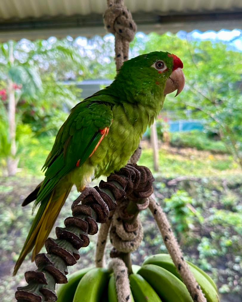Meet Omero, our professional dancer 🕺💃 He's one of many Crimson-fronted Parakeets that free flies around the rescue center. He bobs his head up and down while whistling 3x when there's a new volunteer and demands all the attention on him. He loves the attention but, like most of our birds, doesn't want to be touched or petted #notouchy Which is a good thing! 
Come dance with Omero and our other birds while volunteering! We are offering special holiday discounts for the months of December and January 2025 when you stay for 2 weeks or more so come bring in the New Year with us! 🥳🎉🕺💃 
🦜
🦜
🦜
 #donationsneeded #rehabilitation #birdrescue #wildlifelovers #nonprofits #parrotlife #volunteer #birdlovers #parrotlove #wildlife #givingback #reforestation #sustainableluxury #costarica #parrotlover #crimson
