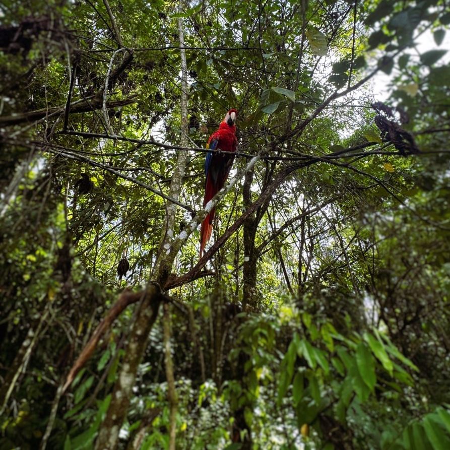 Sometimes we just need to look up! Along the coastline of Costa Rica, you'll see lost of #scarletmacaws but only from below while they fly high up above. If you'd like to get a closer look at Scarlets, Amazons and parakeets, come volunteer with us! While helping us clean their cages, you'll get really up close and personal with them 🥰 some may choose to even be your friend 🥹
Messages us directly if your interested! We're always in need of an extra pair of hands!