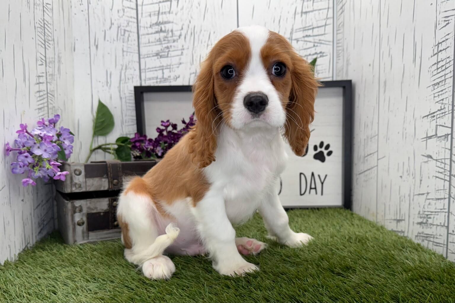 Yesterday was National Puppy Day and we think we have the cutest, sweetest puppies out there. Check out Tiger and his friend, Lana!