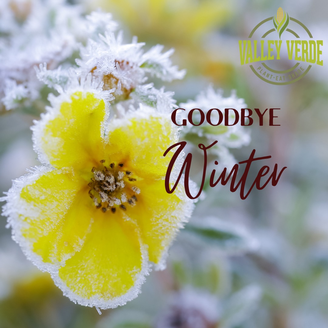 🌸 Hello, Spring! 🌿✨
The first day of spring is here, bringing longer days, blooming flowers, and fresh beginnings. 🌞🌷 Time to shake off the winter blues and welcome the season of renewal, growth, and sunshine!
What’s your favorite thing about spring? Drop a 🌼 in the comments if you're excited! 💛 #HelloSpring #SpringVibes #FreshBeginnings