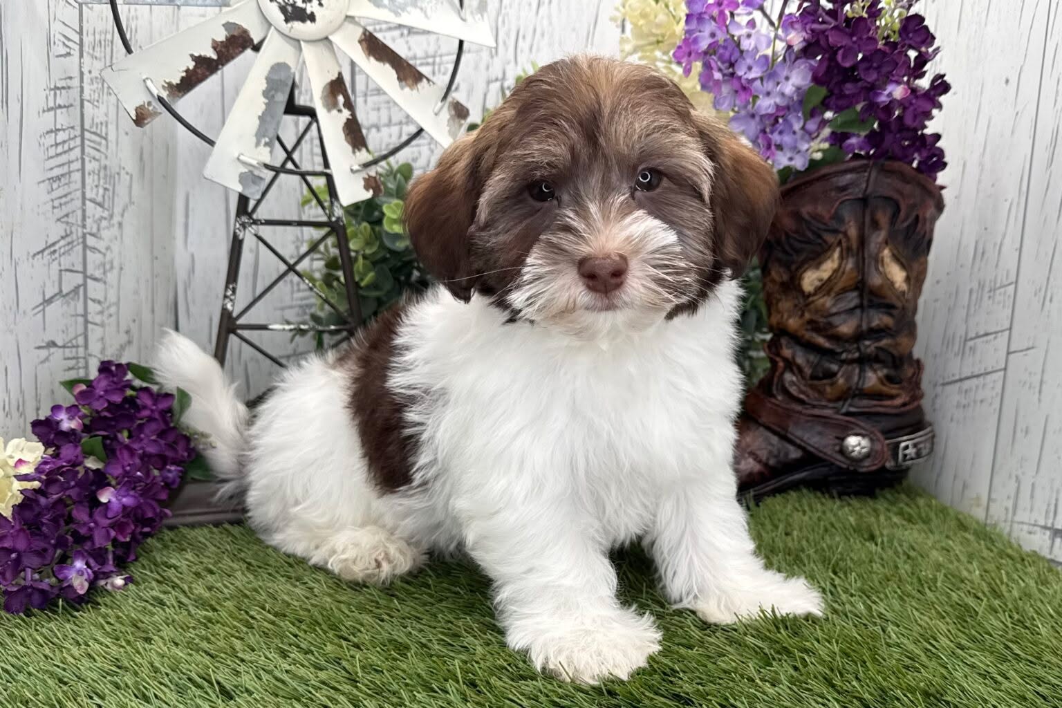 Hey there! I'm Edison. There is one thing I would love to have more than anything in this world. Do you think you might know what that is? It’s a human! I have heard about these humans and how you need to care for them daily and shower them with love. I have also heard about the tiny humans that you have to protect and keep safe at all times. It sounds like something I was made to do, protect them and love them every day! Would you make me the happiest pup and be my human?