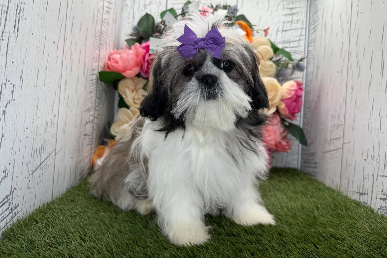 Hi, I’m Rita, the adorable Shih Tzu puppy, and I cannot wait to show you everything you’ve been missing! I’m cute, fun, and give great puppy kisses! I’ve got a super soft coat that makes me irresistibly cuddly. I promise I’ll be your best friend as we create lifelong memories together! Did I mention I give great puppy kisses? I come with a microchip, AKC registration papers, and my dew claws removed. Don’t leave a sweet puppy like me behind, because I am ready to be forever yours! Call now!