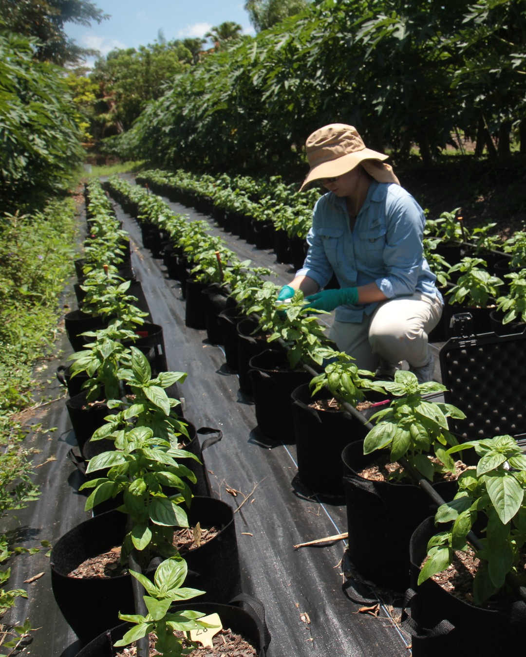 🌱 Real research, real results! Vermicompost and vermicompost tea don't just grow stronger, healthier crops — they boost profits, fight pests naturally, and improve soil long after harvest. Recent research by Dr. Ivan Oyege and studies from our partners at FIU demonstrate that vermicompost significantly enhances soil health, boosts plant nutrition, and naturally protects crops from pests.
In trials on corn, strawberries, and soybeans, these organic treatments improved plant growth, greener leaves, stronger roots, and higher nutrient content—all while reducing the need for chemical fertilizers and pesticides. The benefits carried over to subsequent crops even after initial application, showing lasting soil fertility and improved yields. We are thrilled to use an eco-friendly and cost-effective solution for sustainable agriculture without harming the planet.
#vermicompost #organicfertilizer #organicliving #vermicomposttea #wormcastings