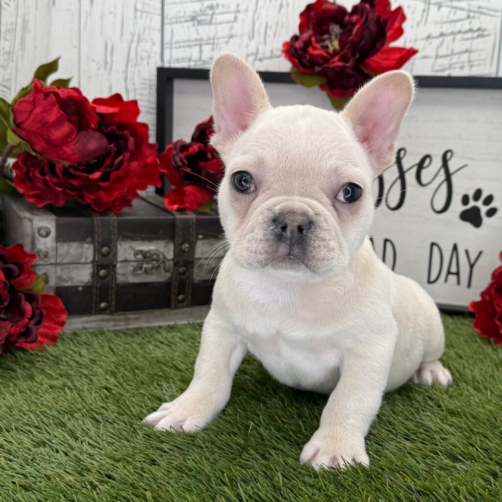 It's International Family Day and that's a great time to add a puppy to your family.
Meet Nat!
I bet that you’ve never seen a puppy like me! I’m just that cute! I'm a French Bulldog, and playing is my favorite thing! I can’t wait to meet my new family. We are going to have so much fun together. We’re going to go for nice walks, play lots of games, and when we’re done, we’ll curl up next to each other. Do you think you could be the family for me? I hope so too! I come with a microchip, AKC registration papers, and my dew claws removed. Oh, and did I mention I give world-famous puppy kisses? Don’t miss out on them!