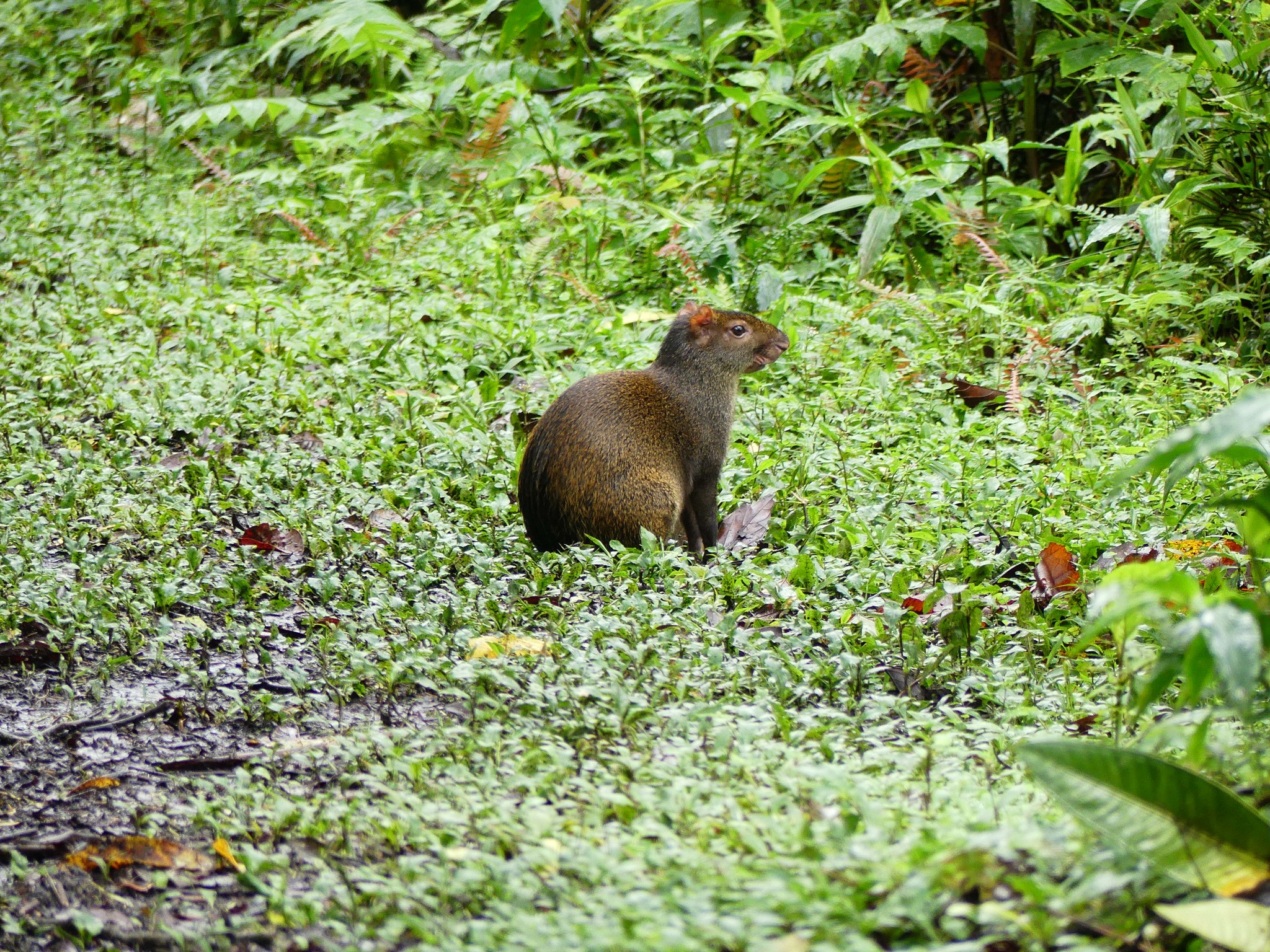 🐾 Quiet, humble, essential.
The agouti helps reforest Santa Lucía one forgotten seed at a time 🌱
#Agouti #SantaLucíaEcuador #SeedDisperser #ChocóAndinoBiodiversity