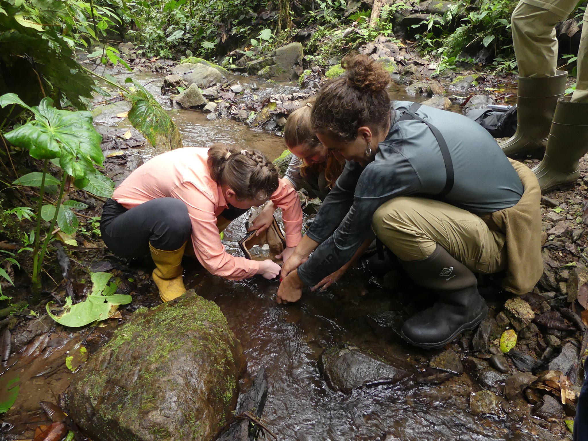 🌿📚 Why study about the forest when you can study in the forest?
At Santa Lucía, science is lived.
Classroom, lab, trails and trees—all in one place.
https://www.santaluciaecuador.com/science-research
#SantaLucíaReserve #ForestScience #AcademicTravel #FieldResearch #CloudForestClassroom