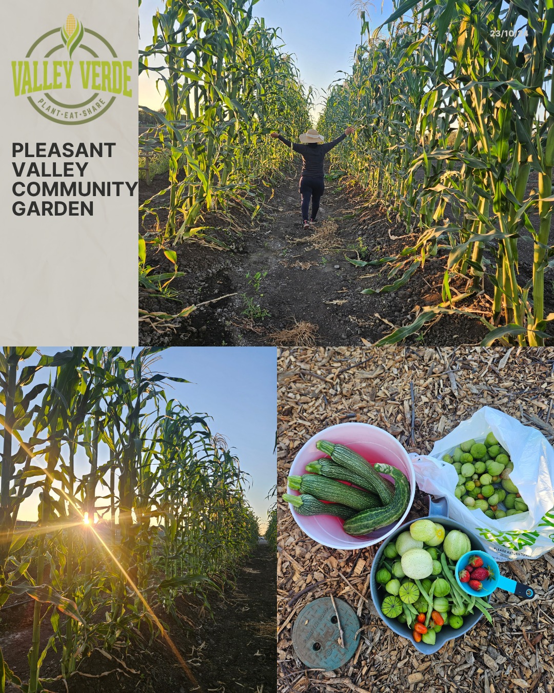 We’re proud to celebrate the growth of our Collaboration with Pleasant Valley community garden in Gilroy, CA, where over 60 families are coming together to grow fresh, healthy food — and even stronger community bonds. 🥕🍅🌽
This incredible space wouldn’t be possible without the amazing support of our partners, @nuevavidacommunity and @gregbozzo . 🤝💚
From turning the soil to sharing the harvest, this garden is a beautiful reminder of what we can create when we work together.
Here’s to growing food, friendship, and a greener future — one seed at a time! 🌻
#GilroyCommunityGarden #CommunityStrong #NuevaVida #GilroyCA #GrowTogether #UrbanGarden #SustainableLiving #HealthyCommunities #CommunityLove