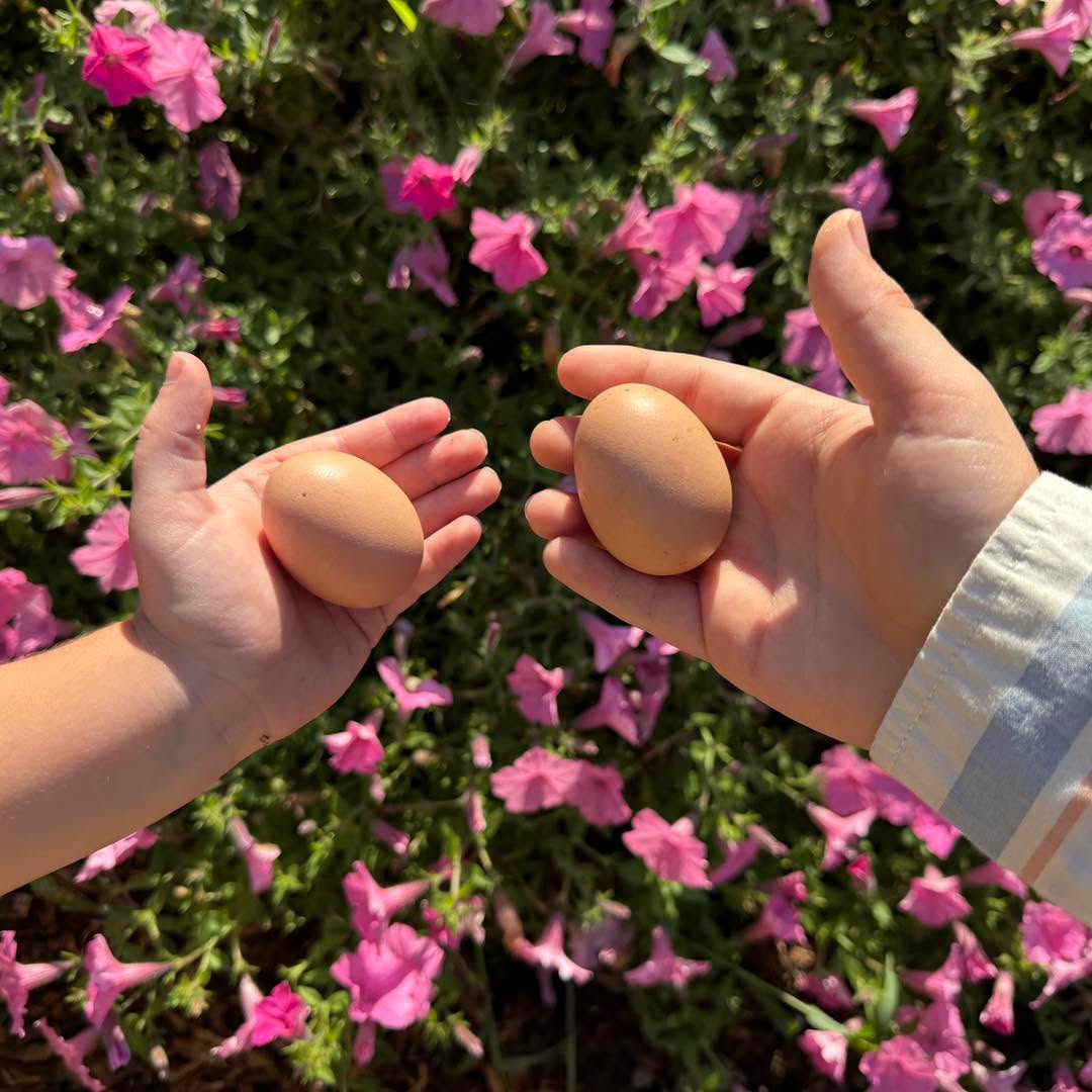 Check it out!! We’ve got eggs!!! ??? So excited for this new season of our garden and for our laying hens ????
#chickens #farmlife #farmchurch #farming #community #communitygarden #garden #summer #oakwood #flowerybranch #gainesvillega