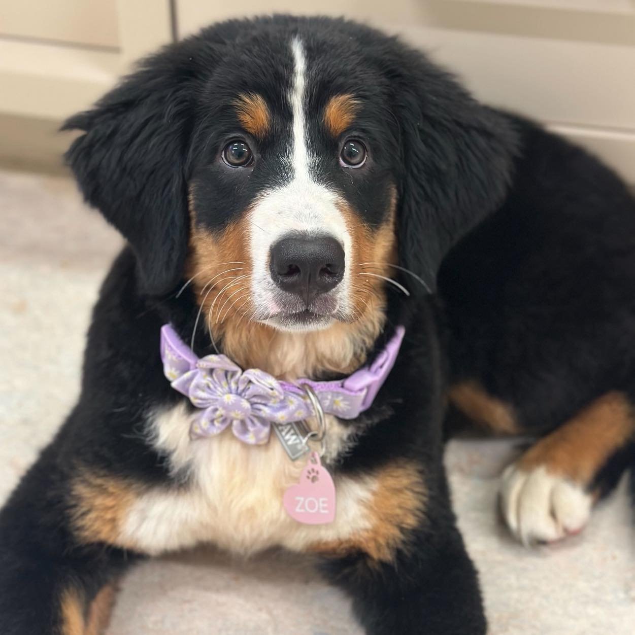 We need to know where Zoe gets her fashion pieces!
#dogsofinstagram #veterinarymedicine