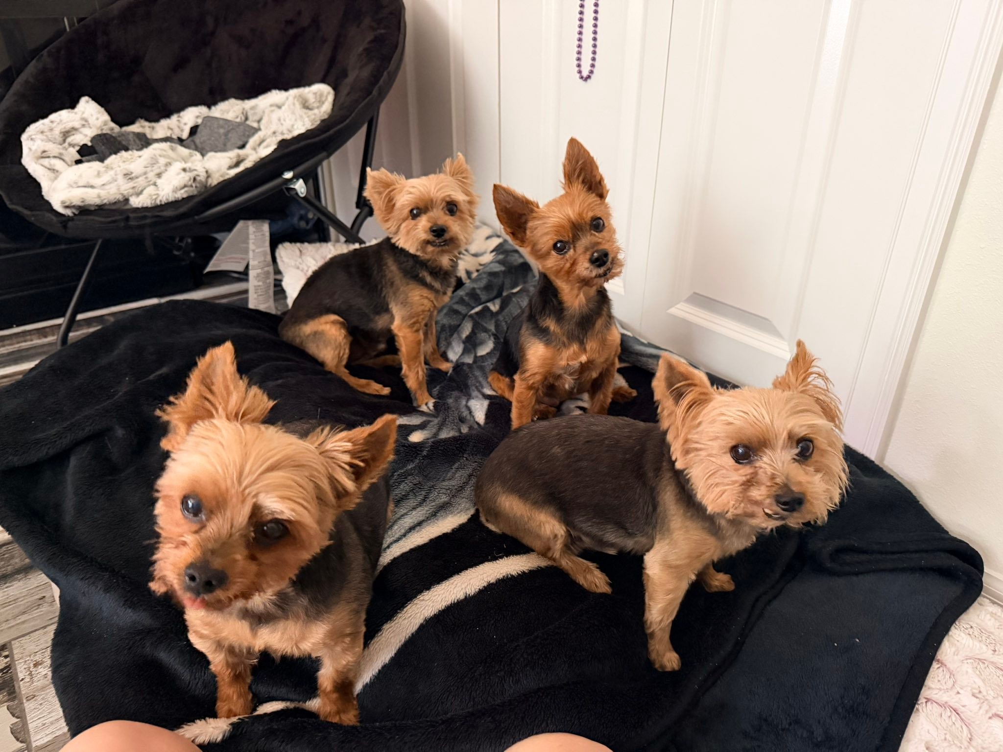 My babies were loving mama time #yorkie #yorkiesofinstagram #mybabies #furbabies #dogs #puppies #fyp #fypシ #foryoupage