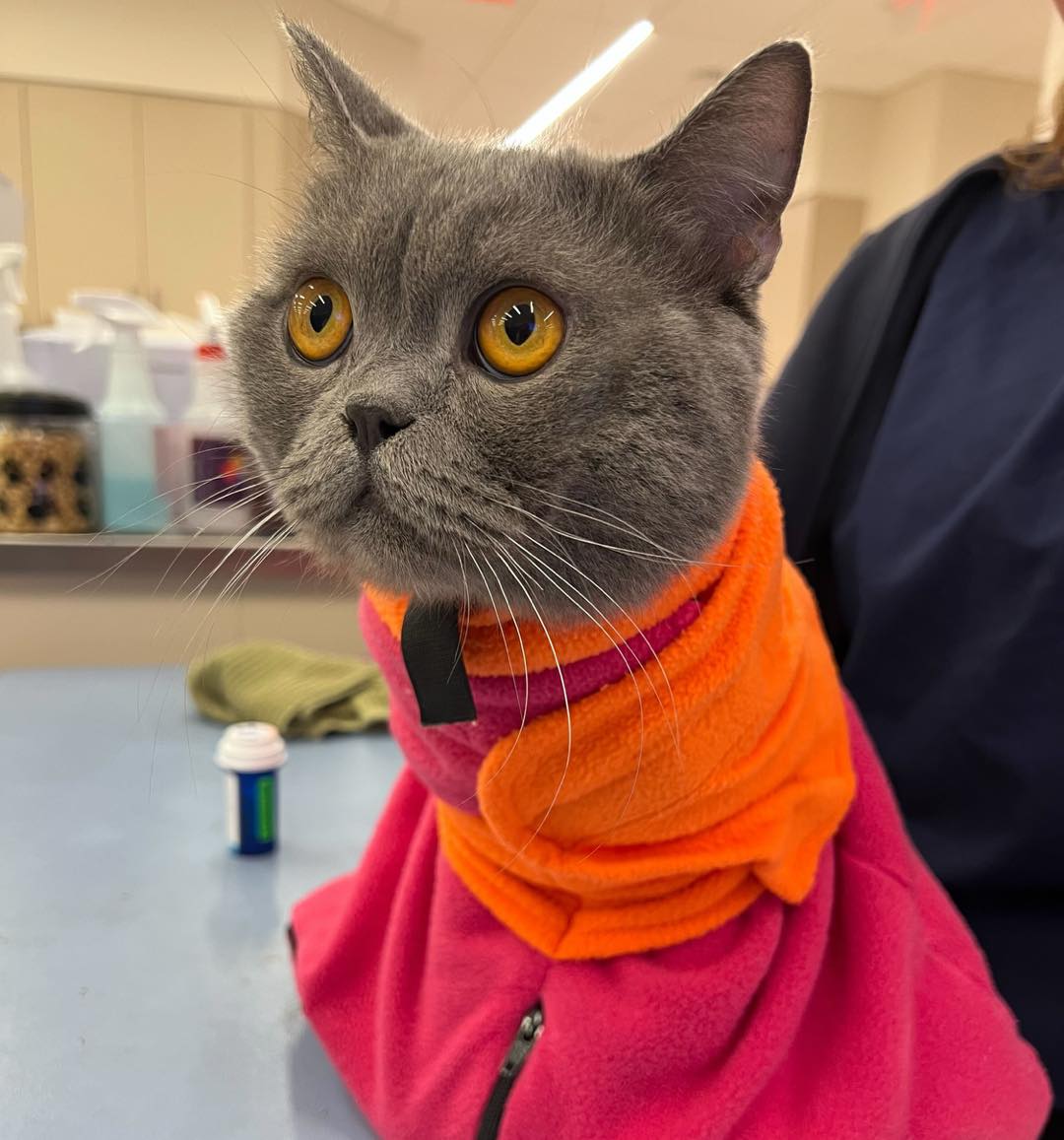 “I didn’t choose the vet life. The vet life zipped me in.” - Blitzy