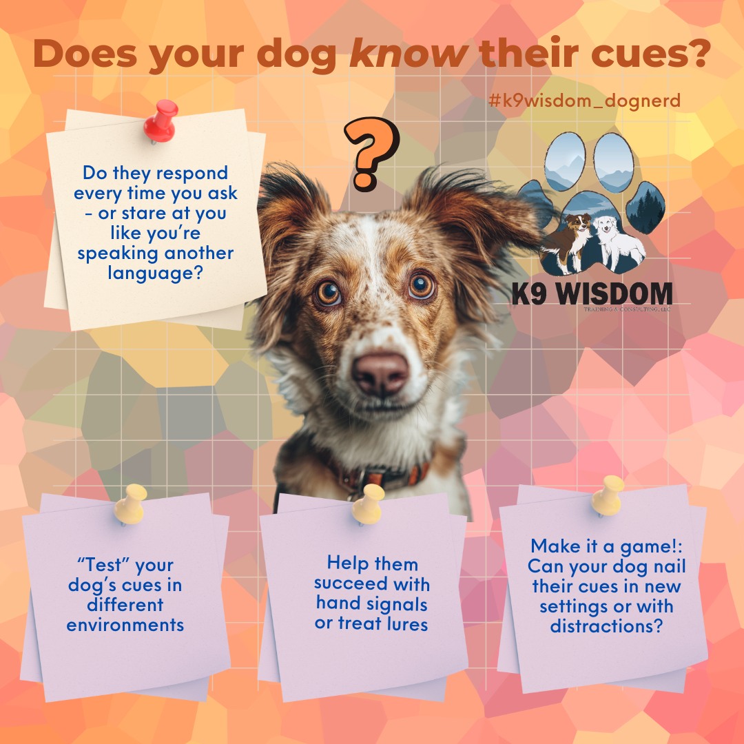 Skills Check Sunday! Let's test our dog's cues!
Dogs don't naturally generalize well - a concept that our certified trainer Maddy often discusses in our Beyond Basics class. That means your dog might "know" a cue at home, but struggle to recognize it somewhere new.
To build a well-rounded understanding of cues, try testing their knowledge by:
- Practicing familiar commands in new environments
- Having every households member cue your dog
- Cueing your dog around mild distractions
Remember, dogs compartmentalize situations. Asking your dog to "sit" in the front yard feels different than asking in the backyard - and each person's voice or tone adds another layer of change.
The more you mix it up, the better your dog learns that "sit" means sit everywhere, no matter who asks.
If your dog looks unsure, give them a little help! Use a hand signal or treat lure to remind them what you're asking. With consistency and encouragement, those "glazed over" looks will turn into confident responses.
This Skills Check Sunday, cue your dog to sit, look or touch in 5 different places and let us know which areas were the most challenging for your pup!
#k9wisdom_dognerd #skillschecksunday #dogtrainingtips #positivereinforcement #trainwithkindness #dogsofnoco