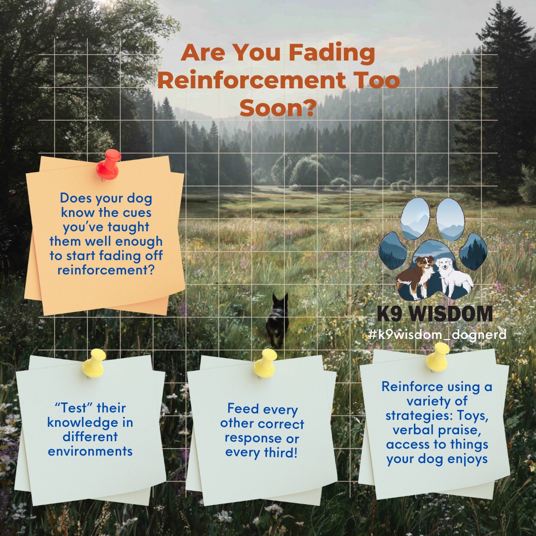 Tune-Up Tuesday: Are You Fading Reinforcement Too Soon?
Your dog might know a cue - but do they know it well enough for you to start fading treats?
If you pull back reinforcement too early, you risk confusing your dog and watering down the cue you worked so hard to build.
Before you start to fade rewards, as yourself:
- Can my dog respond in different environments?
- Do they stay focused even around mild distractions?
- Can they perform the cue with fewer prompts?
Once they're truly fluent, start fading gradually:
- Reinforce every other correct response
- Use variety - toys, praise, access to favorite things
- Keep sessions short and successful
Remember, consistency builds clarity. If we fade too fast, we're not teaching reliability - we're teaching uncertainty.
#k9wisdom_dognerd #dogtrainingtips #reinforcementmatters #TuneUpTuesday