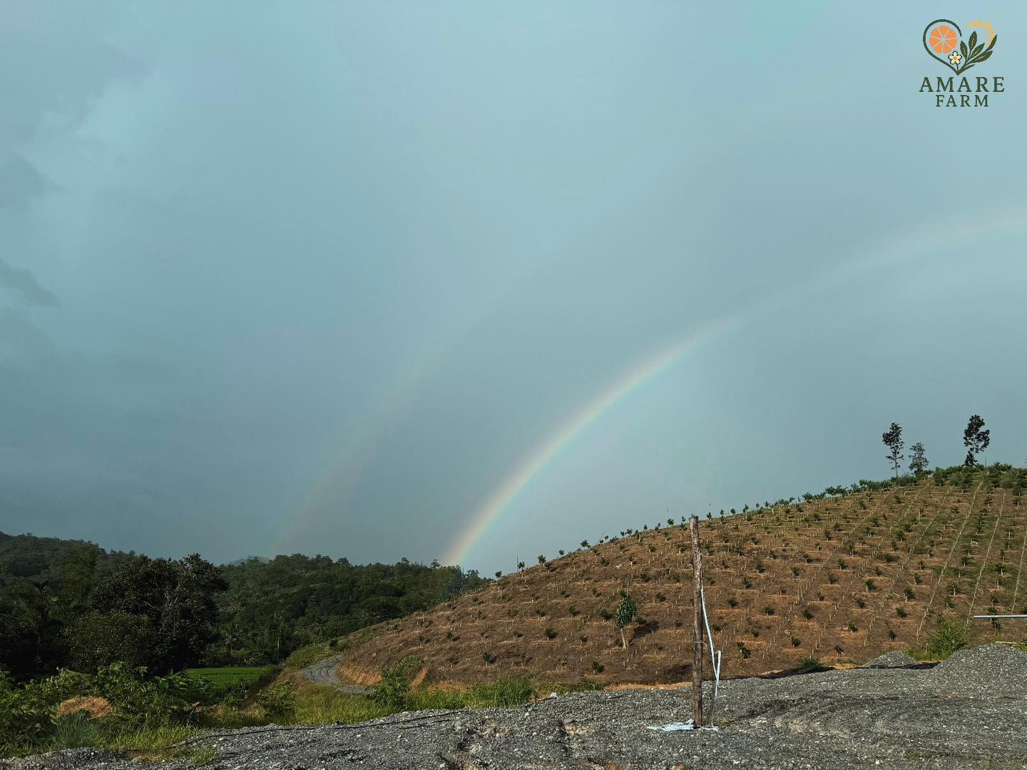 🌈 After every rain, there’s a promise. 🍃
Here at Amare Farm, we’re reminded that growth takes time — and every drop leads to something beautiful. 🌱💚
#AmareFarm #GrowWithLove #RainbowAfterTheRain #FarmLife