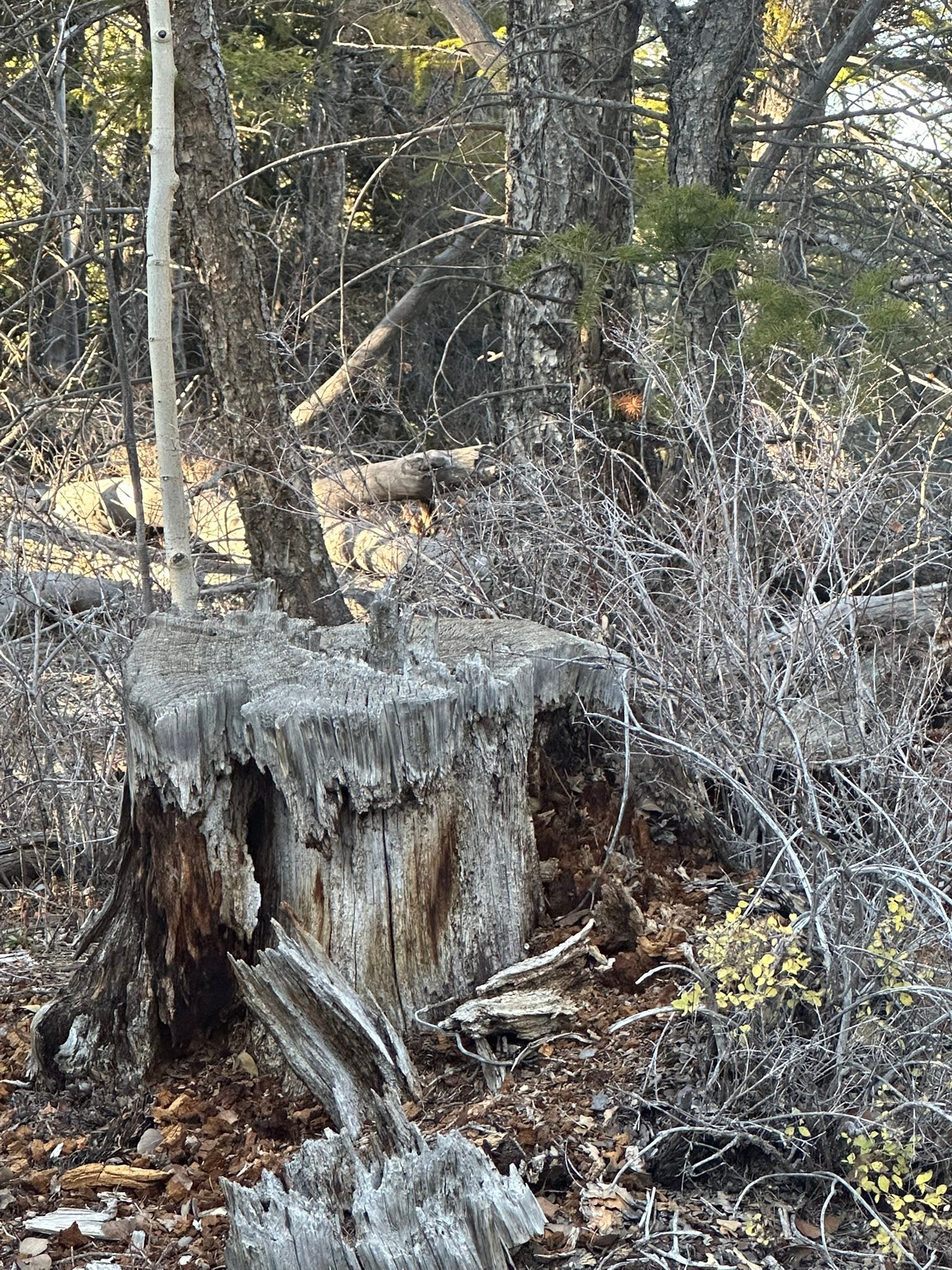 Huntin shit: Only 2 days left in the season🤞. Today I was feeling a little bummed until I looked over at my partner and realized that i could’ve been born with the baldness gene.
#PoorBastard
#BaldnessIsALaughingMatter
#FolliclyChallenged 
#TodayWasAGoodDay
#WeWillStopBeingPickySOONISH