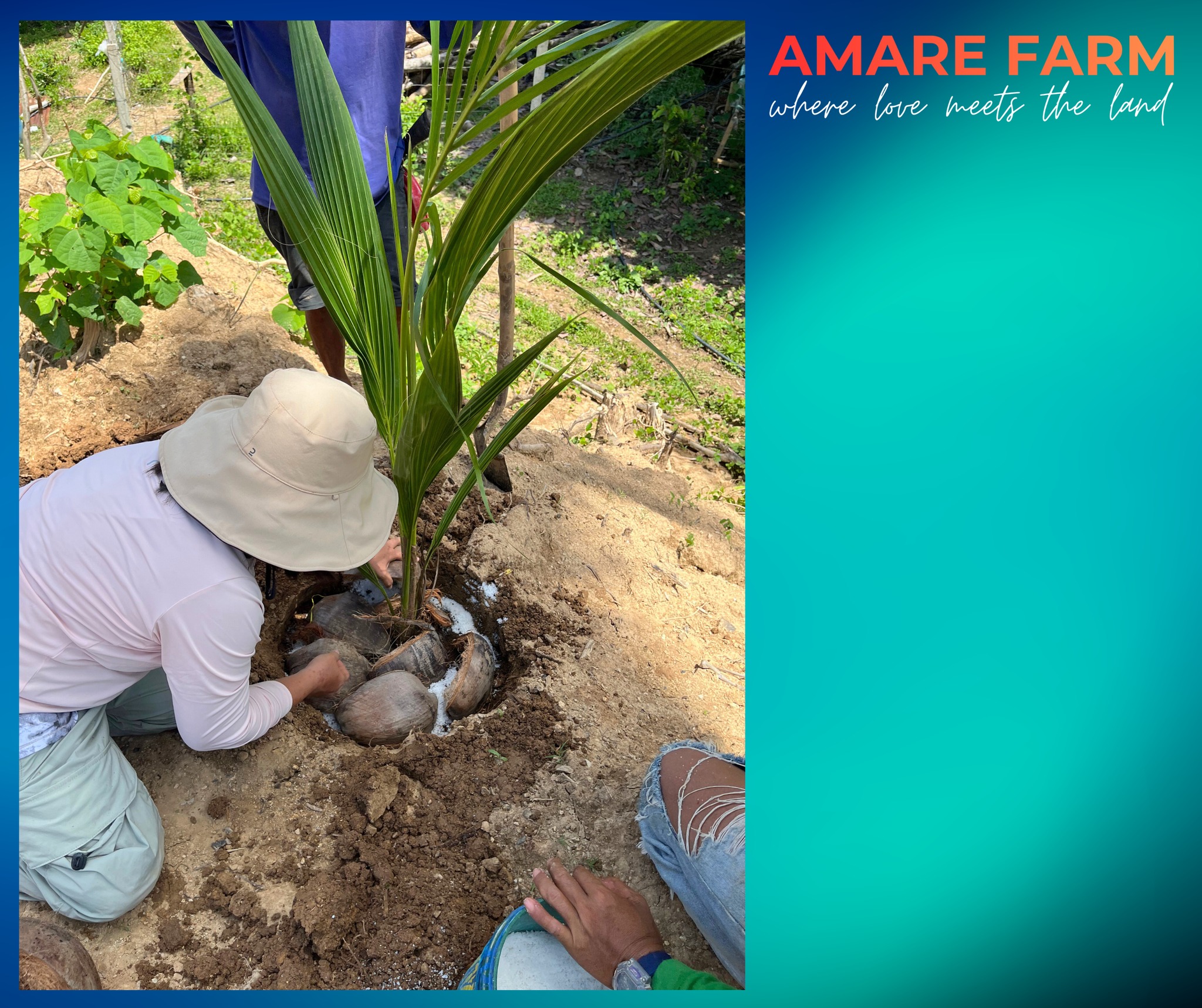 Planting dreams, one tree at a time. 🌱
Pandan coconut 🥥
#AmareFarm #WhereLoveMeetsTheLand