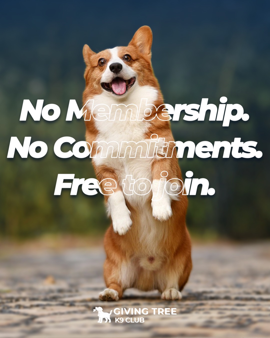 No Membership. No Commitments.
Just K-9 Club. 🐾
K9 Club is open to everyone, completely free to join. No monthly charges, no long-term contracts.
Just an easy, come-when-you-need-it space for premium daycare, boarding, grooming, and more.
If you’re curious about what we do, stop by anytime for a free tour! 🏡
We’d love to show you around our new K-9 Club 💙
#K9Club #GivingTreeK9Club #FallsChurch #Premium_daycare #boarding #grooming