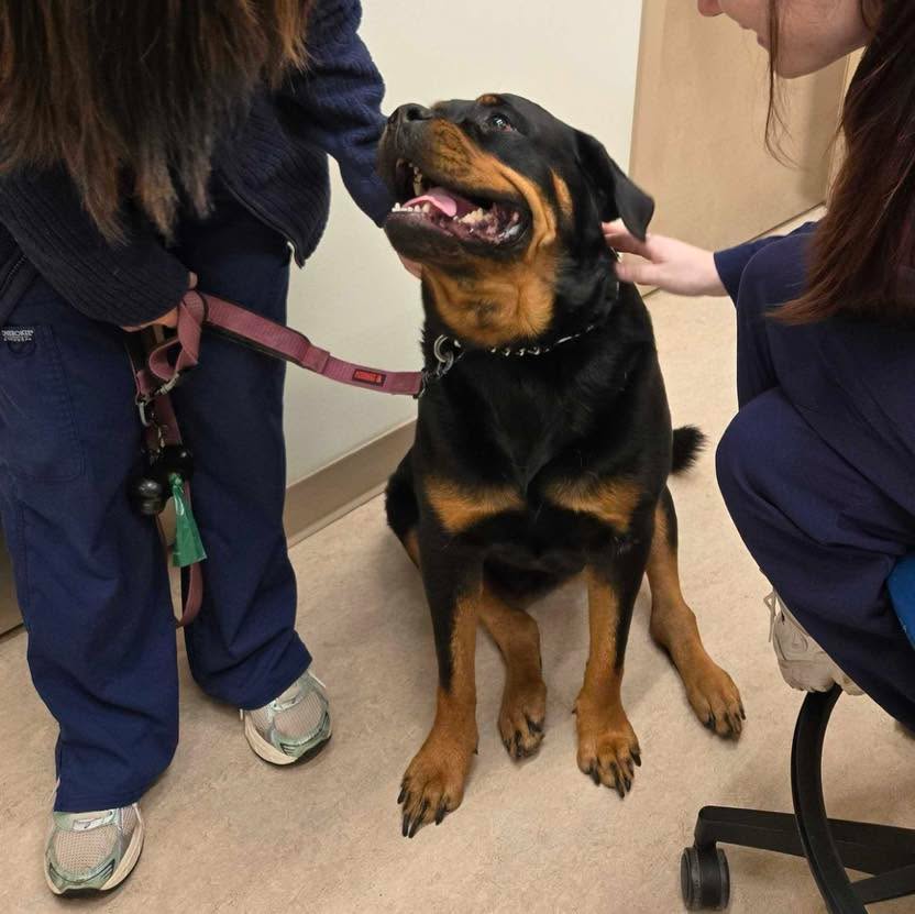 Ollie loves all the attention! #animalovers #MVP #veterinarymedicine #dogsofinstagram