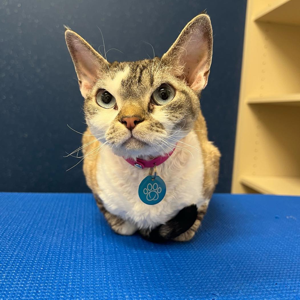 “I showed up. You’re welcome.”
-Waffle
#catoftheday #catlover #catstagram #petstagram #catlife #catlifeishard