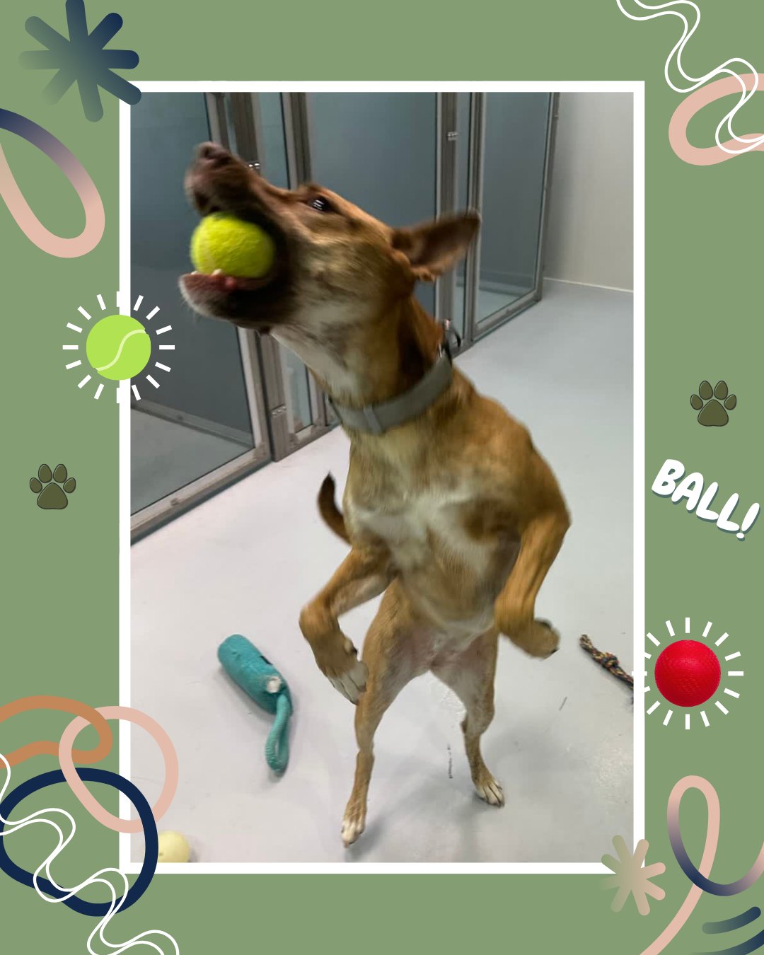 Ball time, let’s go!🏀
I’m fast, I’m ready, just throw it!
Watch me fly— I’ve been training for this moment! 🐶💨
#GivingTreePets #DogDaycare #BallPlaytime