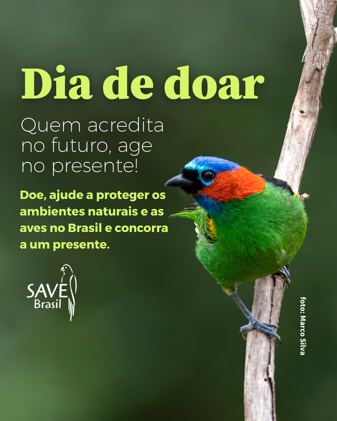 💚 Hoje é o Dia de Doar e a SAVE tem um presente a mais pra você que quer apoiar a nossa missão.
No Dia de Doar, toda contribuição faz diferença.
Quem doar R$ 21 ganha chance em dobro no sorteio do Kit SAVE de Aniversário.
Sim:
➡️ Doe 21 = 2 chances de ganhar
➡️ Dobrou sua chance de levar ecobag, boné, leque e outros itens do kit.
Mas mais importante que isso:
Você multiplica o impacto na conservação de dezenas de espécies ameaçadas que dependem do nosso trabalho em campo para a conservação dos ambientes.
🔗 Acesse o link e doe via PIX 21 para garantir sua chance em dobro. É rapidinho e faz uma diferença enorme!
Vamos transformar o Dia de Doar em um Dia de Cuidar das aves, dos ambientes e do futuro. 🐦💙✨
#SAVE #diadedoar #chanceemdobro