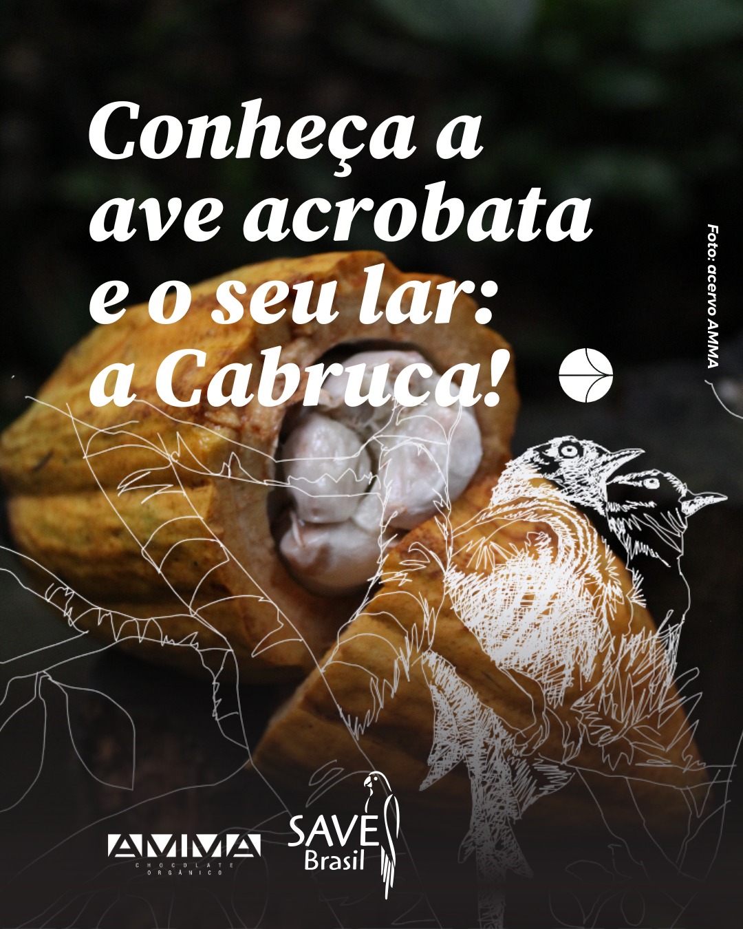 A cabruca vai muito além do chocolate. 🍫🌳
Esse sistema agroflorestal abriga mais de 250 espécies da Mata Atlântica, inclusive espécies ameaçadas, e ajuda a conservar árvores, conectar fragmentos de floresta e garantir espaço para a fauna.
Nas áreas já transformadas, a cabruca é uma grande aliada para manter o bioma vivo e proteger aves como o Acrobata.
Veja o carrossel e saiba mais sobre o Acrobata e o seu lar. 💚
#SAVEBRASIL #AMMACHOCOLATES #Acrobata #florestaempé #cabruca #cacau