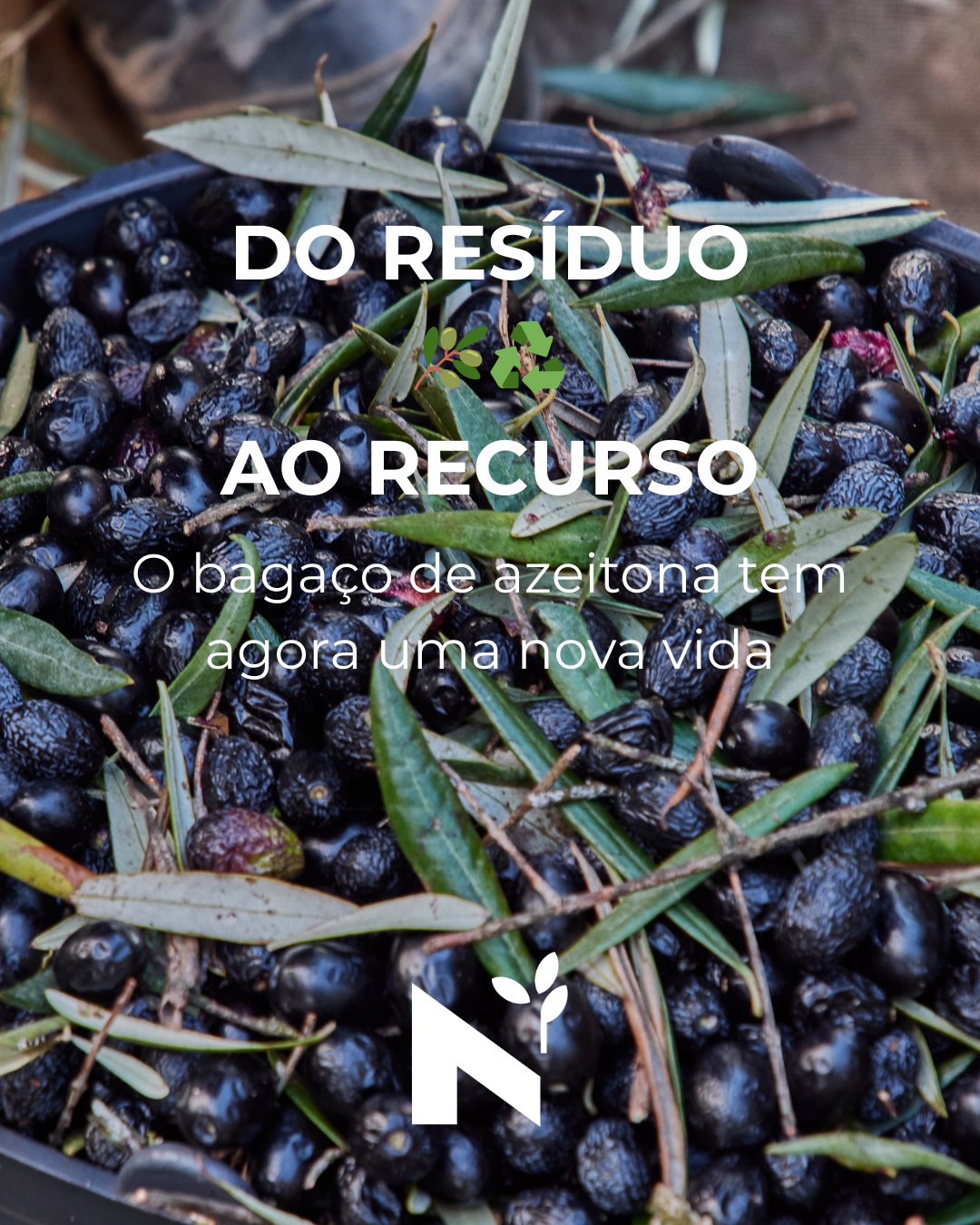 🫒♻️ BAGAÇO DE AZEITONA: DE RESÍDUO A RECURSO
Grande novidade para o setor olivícola português!
O bagaço de azeitona deixou oficialmente de ser considerado resíduo e passa a ser reconhecido como um recurso valioso. Esta reclassificação, anunciada pela Ministra do Ambiente e Energia, abre portas à economia circular e à inovação no setor.
📊 Impacto triplo:
🌱 Ambiental → Compostagem e valorização natural
💼 Económico → Novos negócios e rentabilização
🔬 Inovação → Cosméticos, energia, fertilizantes
Esta é a olivicultura sustentável que queremos ver! Nada se perde, tudo se aproveita.
💬 E tu, conheces outros usos para o bagaço de azeitona? Conta-nos!
🔗 Link da notícia completa na bio!
#economiacircular #sustentabilidade #sustainability #bagaçodeazeitona #olivicultura #azeiteportuguês #azeite #azeitona #inovação #trásosmontes #altodouro #azeiteanorte #recursosnaturais #agriculturacircular #oliviculturadofuturo #portugal