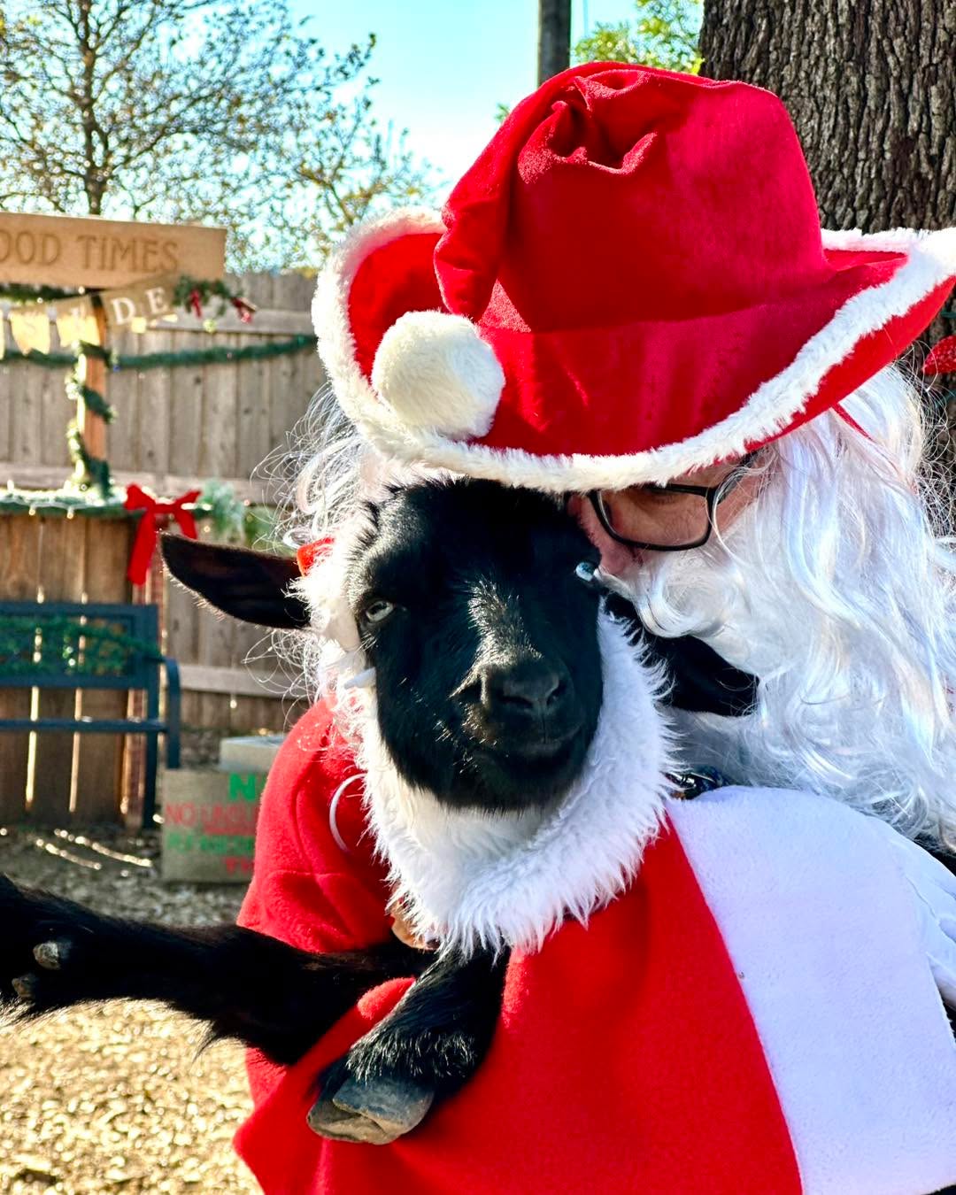 Raphael’s Christmas List:
✨ Santa snuggles 🎅
✨ Endless #goat treats 🐐
✨ Permission to eat the tree (just a nibble) 🎄😇
#goatshenanigans #goatsnuggles #goatfarm #BabyGoats