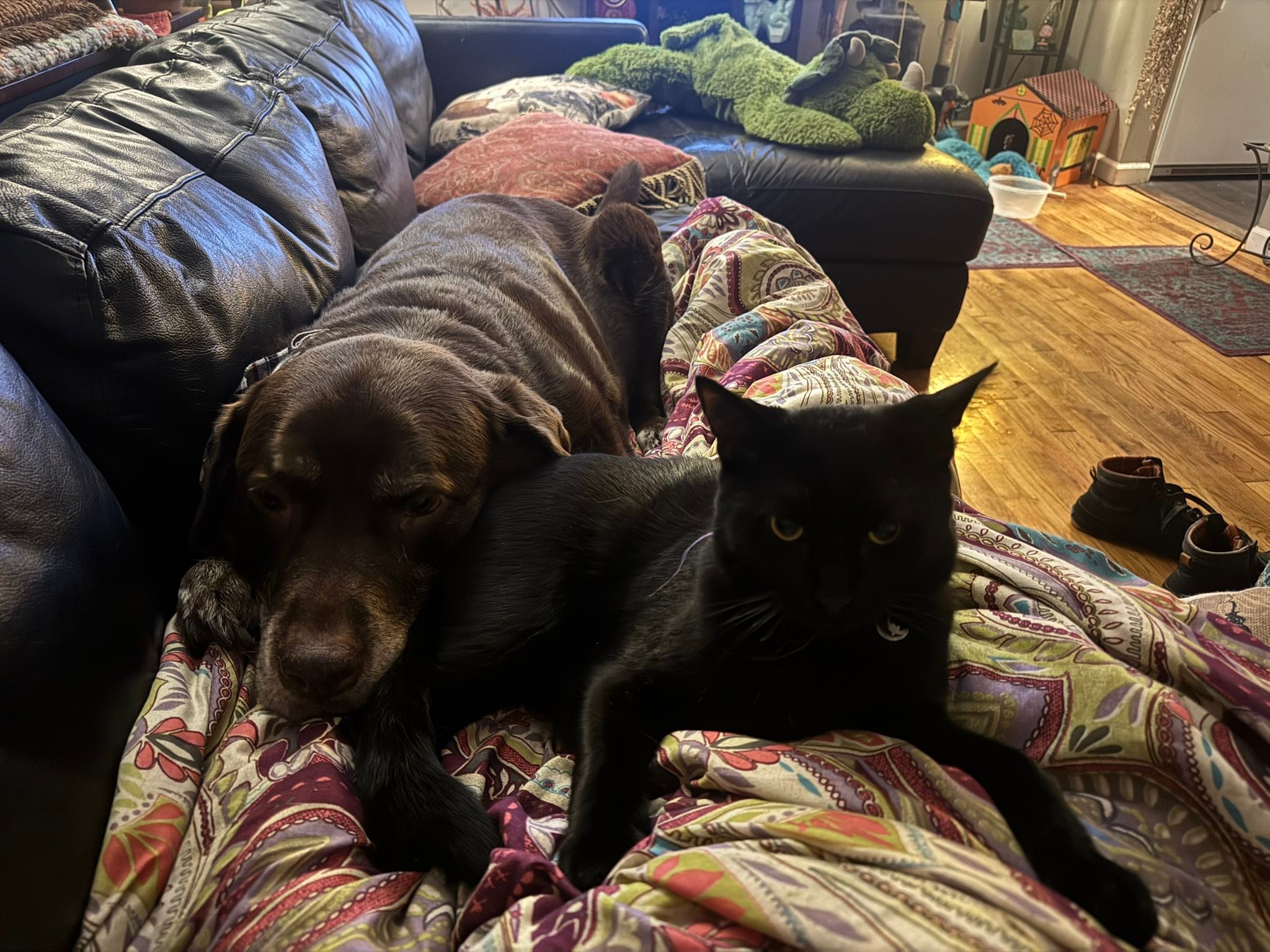 Loving the lazy late nights with the pets❤️🌙🌌