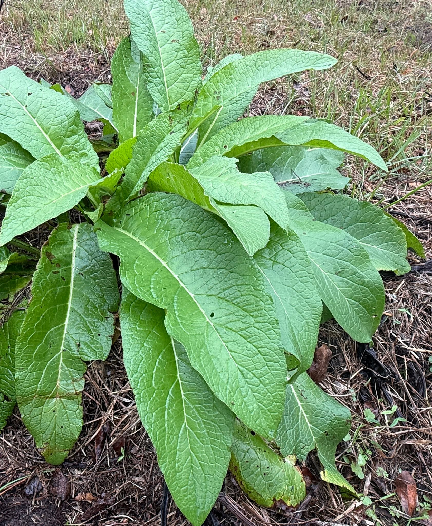 🌿 Let’s Talk About Comfrey 🌿
Comfrey has been called “knitbone” for generations, and after hearing so many stories over the years, it’s easy to see why.
People constantly share how using comfrey topically helped with things like sore joints, swelling, strains, and recovery after injuries. We’ve heard stories of bruising and swelling going down overnight, stubborn wounds finally healing nicely, and joints feeling more comfortable after months of pain.
For us, this plant is personal.
My grandmother uses our comfrey salve on her knees after knee surgery and says it really helps. My grandfather uses it on his hands for arthritis, and it brings him relief from stiffness and soreness.
And the best part? 🌱
The comfrey we use is grown right here on our own property. We harvest it ourselves and make everything by hand in small batches using all organic ingredients. Nothing fancy, no fillers—just a traditional plant prepared the way it’s been used for a very long time.
⚠️ Just a quick reminder: comfrey products are for external use only on intact skin, and everyone’s experience can be different.
If you’ve ever used comfrey before, you already know. And if you haven’t, this little plant has quite a history behind it. 💚